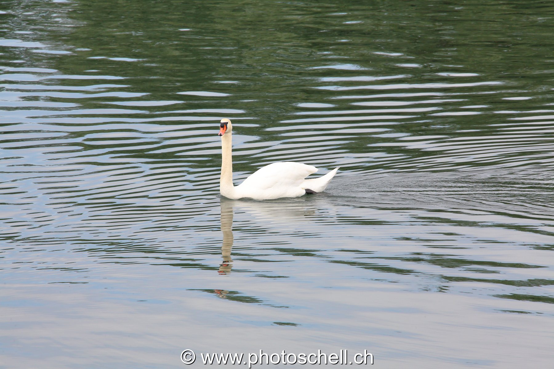 Cygne