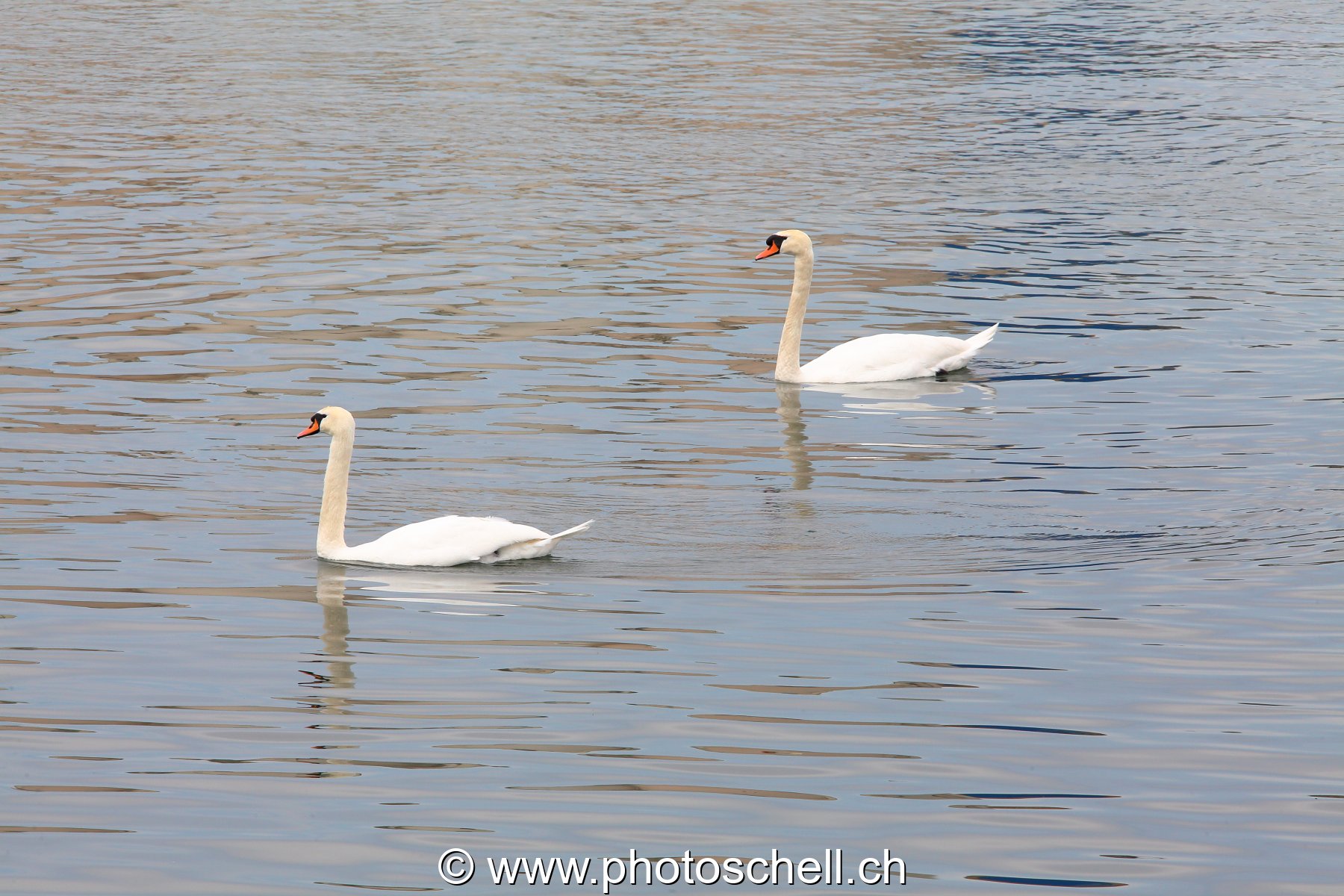 Cygnes