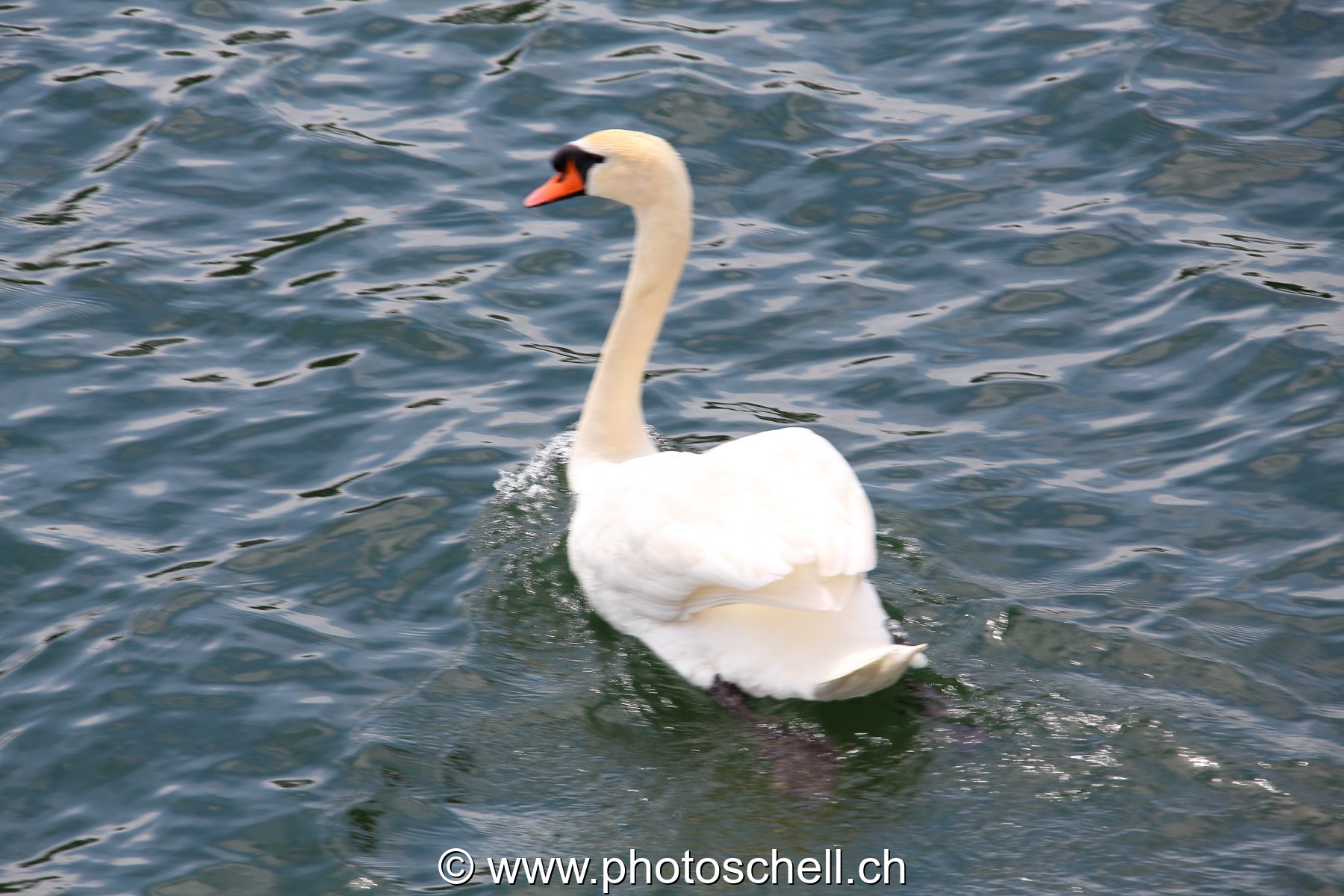 Cygne