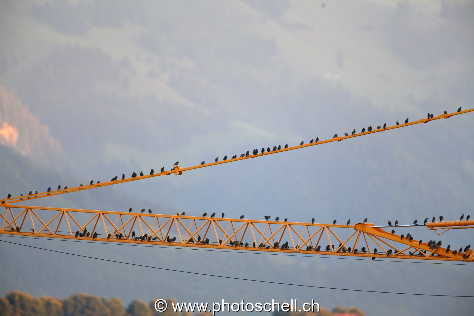 Regroupement d'oiseaux avant la migration vers le sud