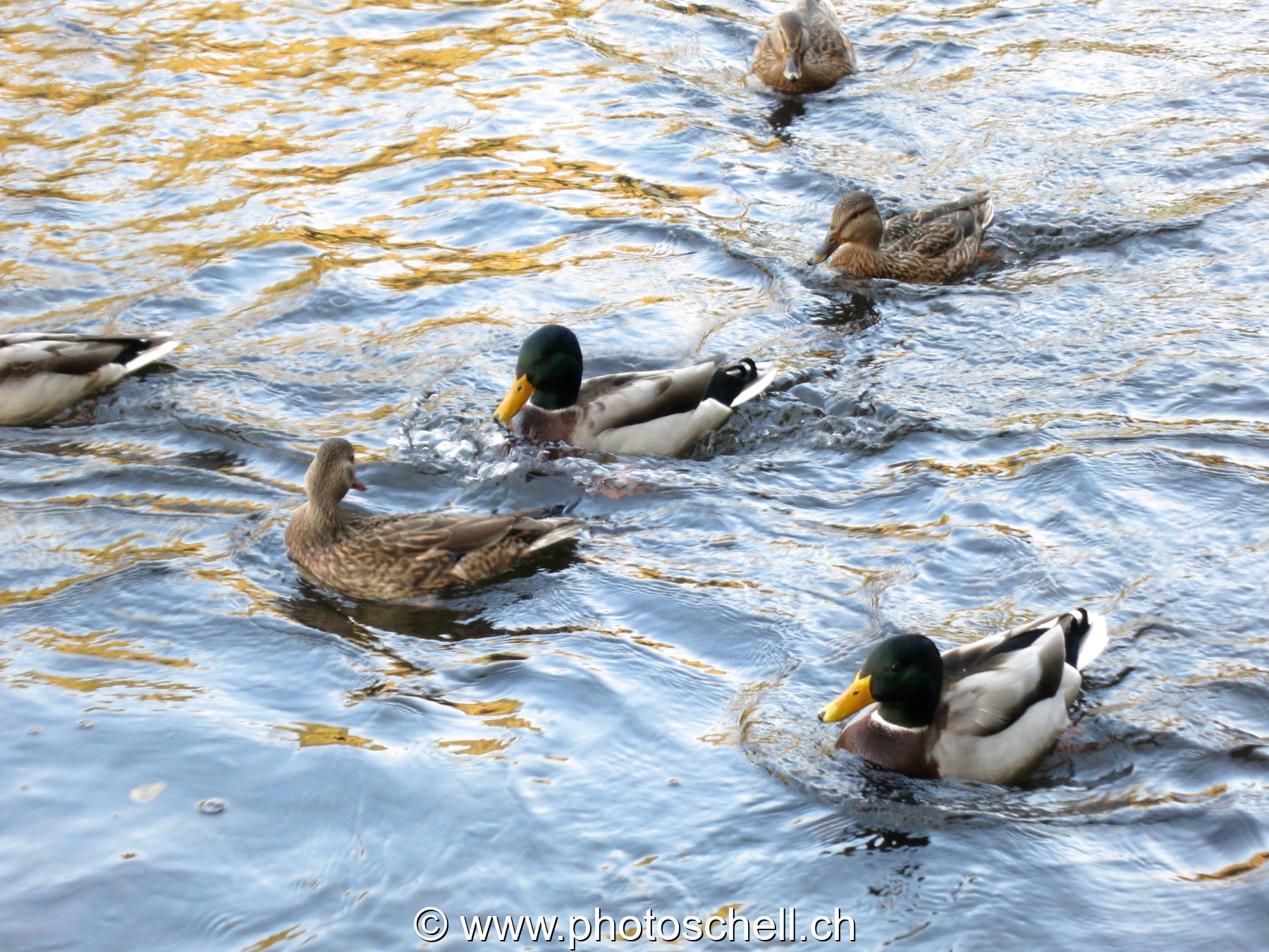 Canards