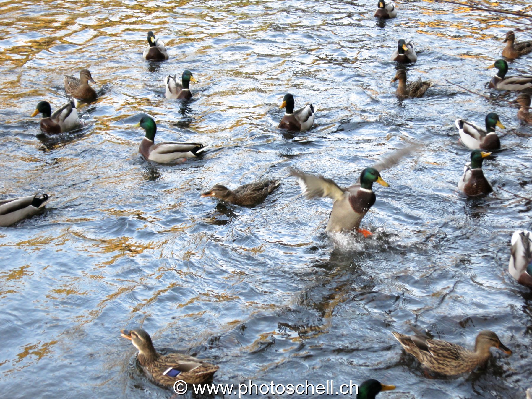 Canards