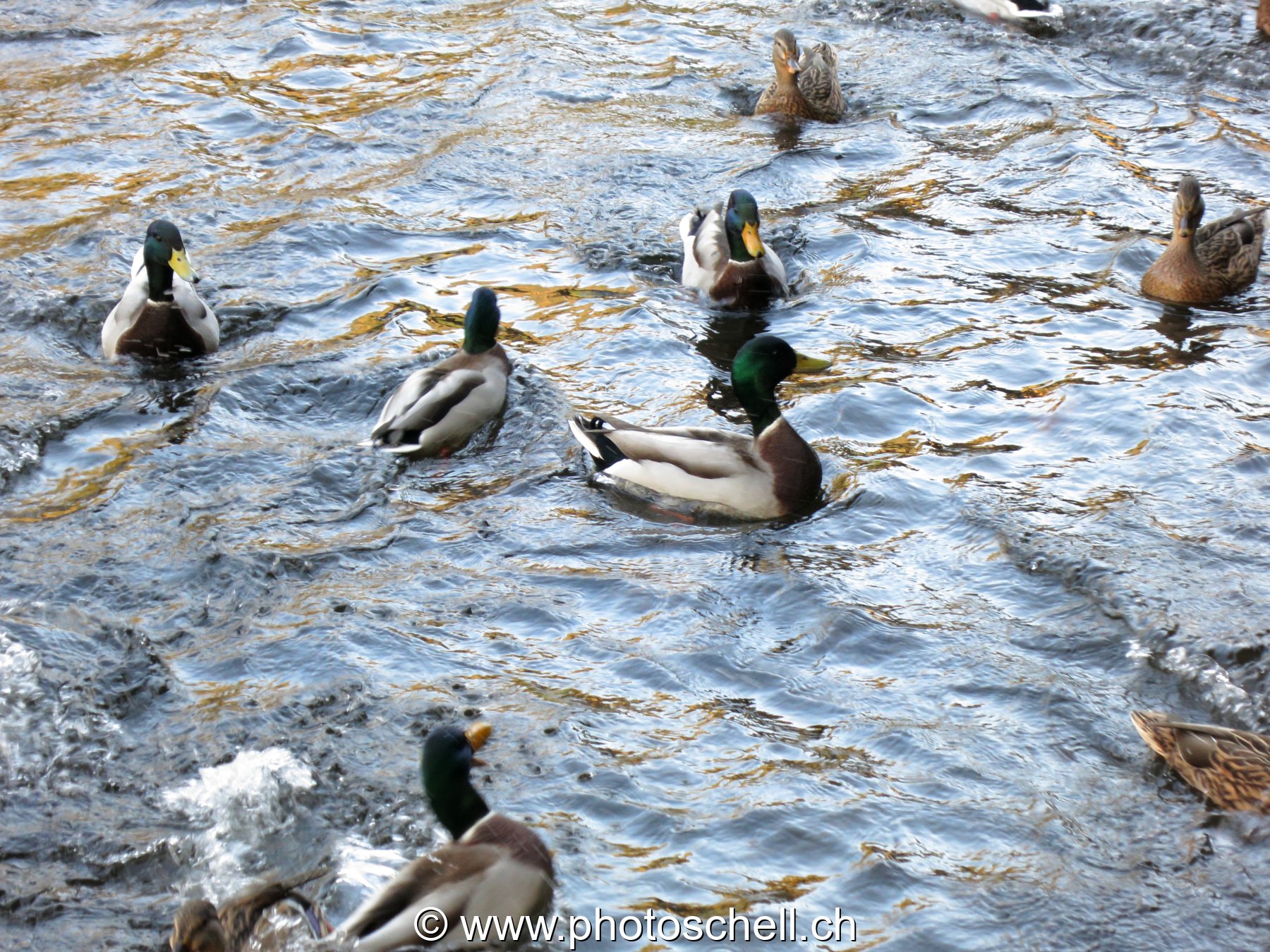 Canards