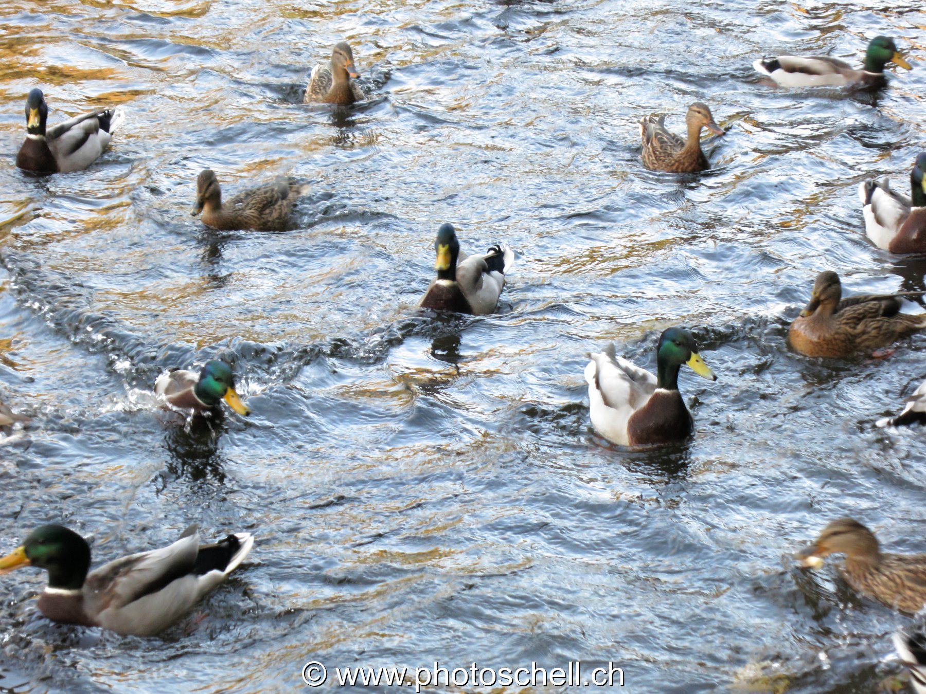 Canards