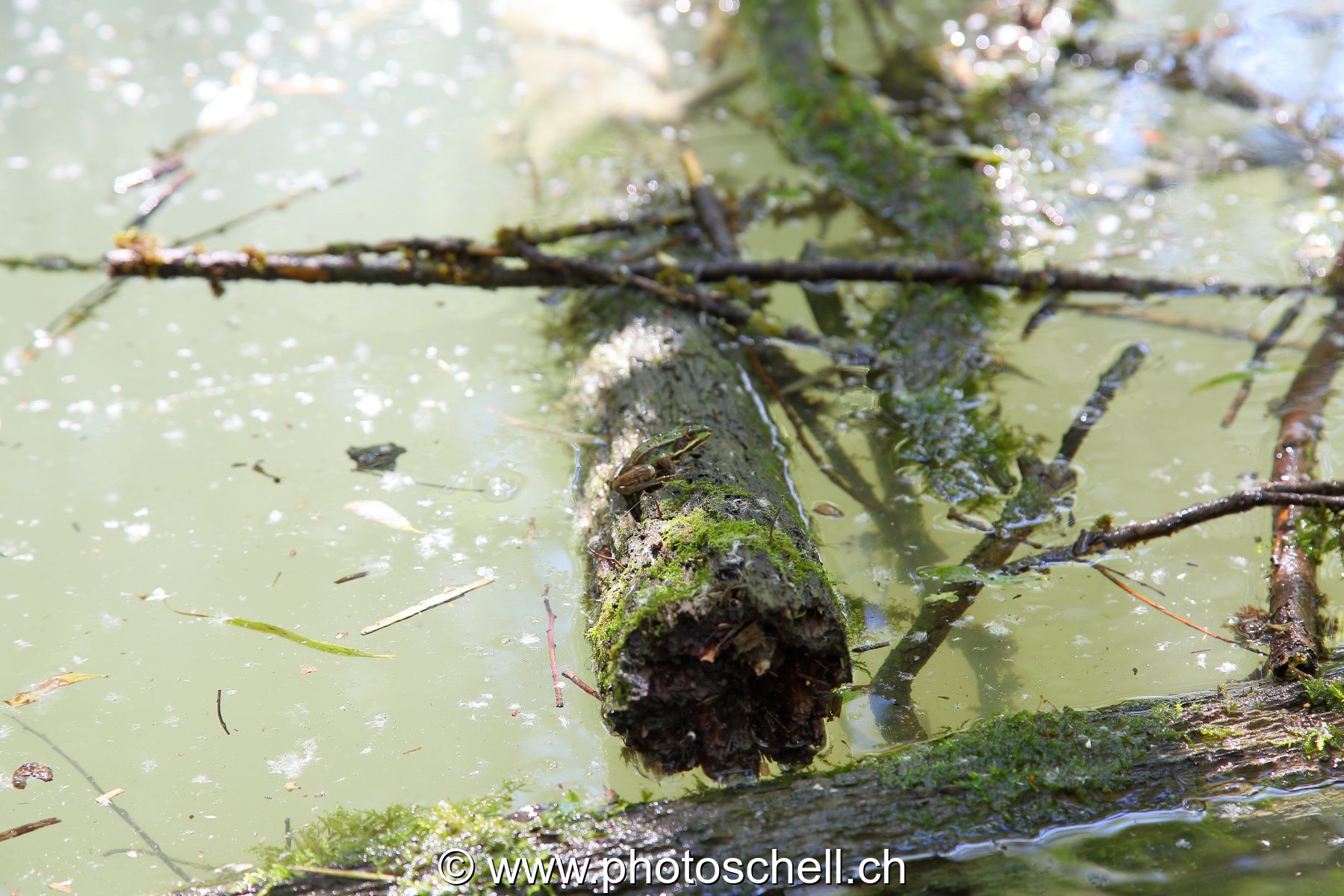 Grenouille sur son tronc