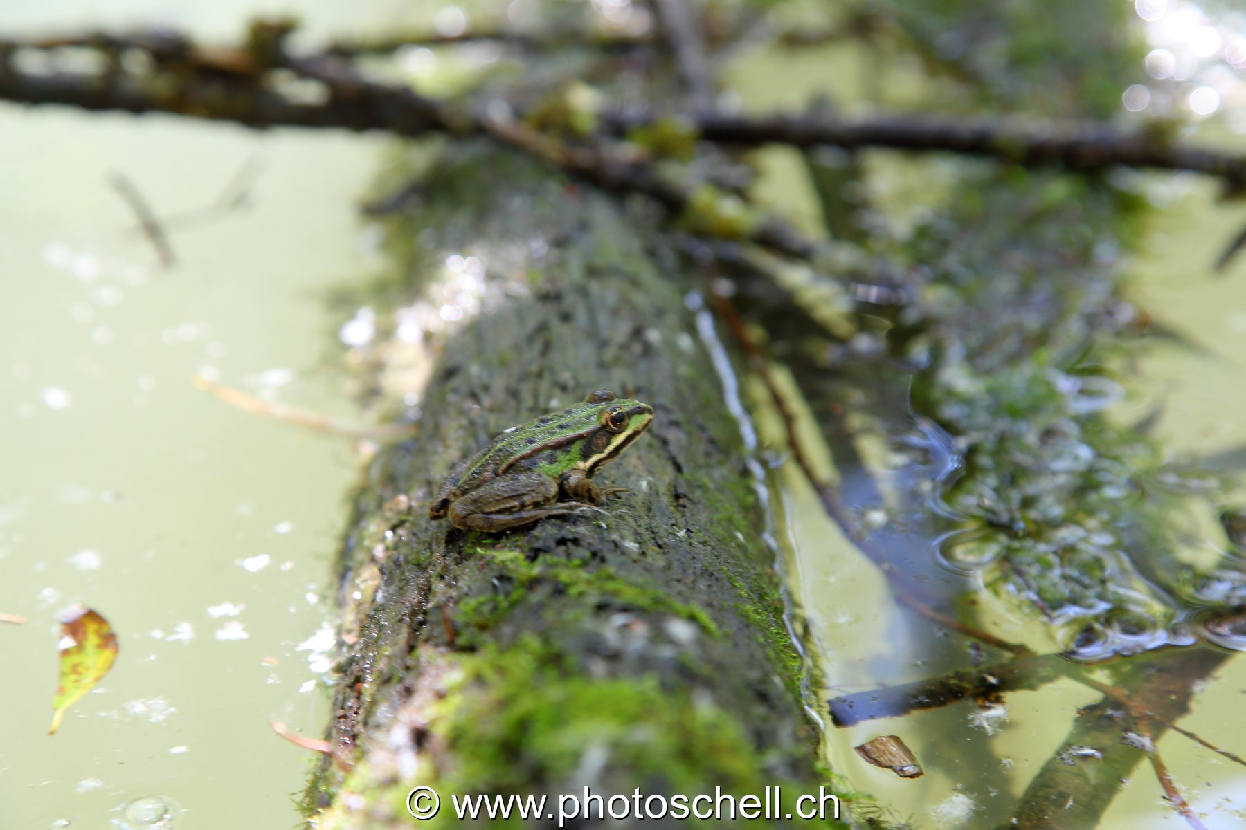 Grenouille sur son tronc