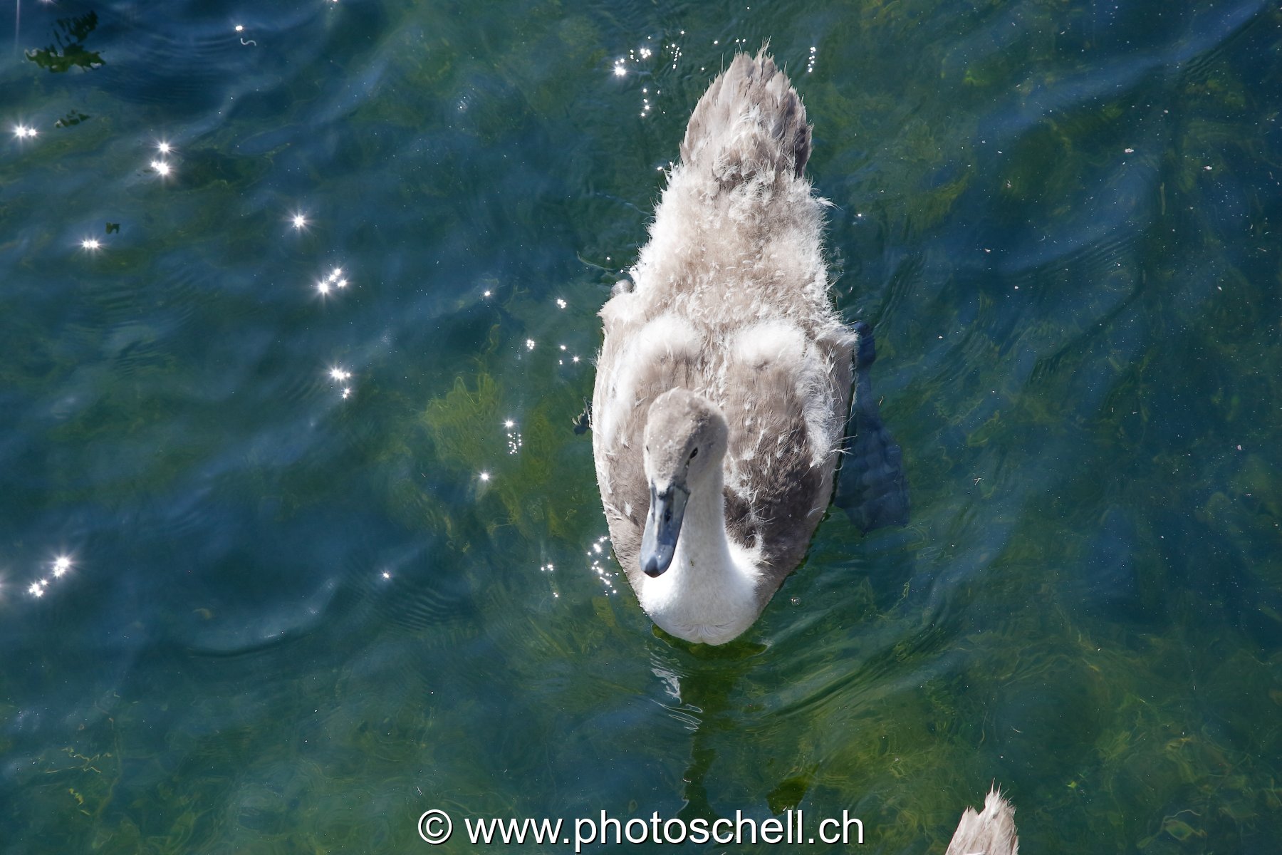 Canard