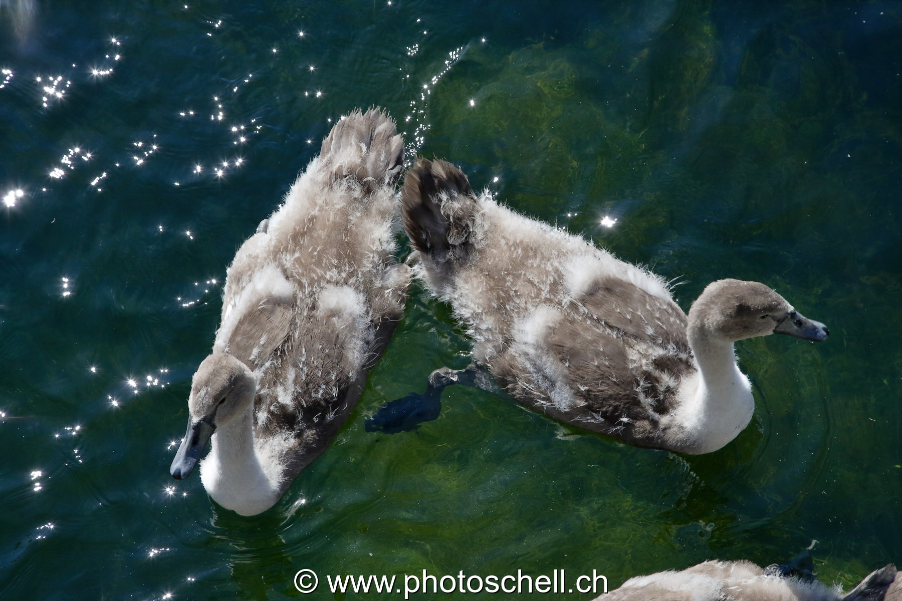 Jeunes canards