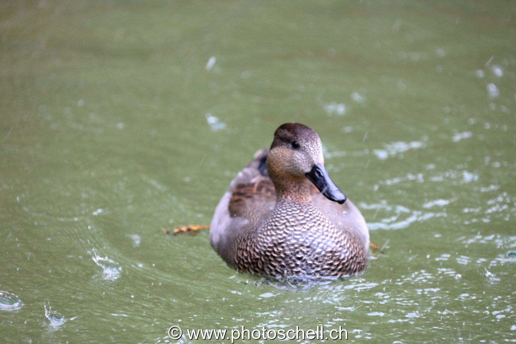 Canard