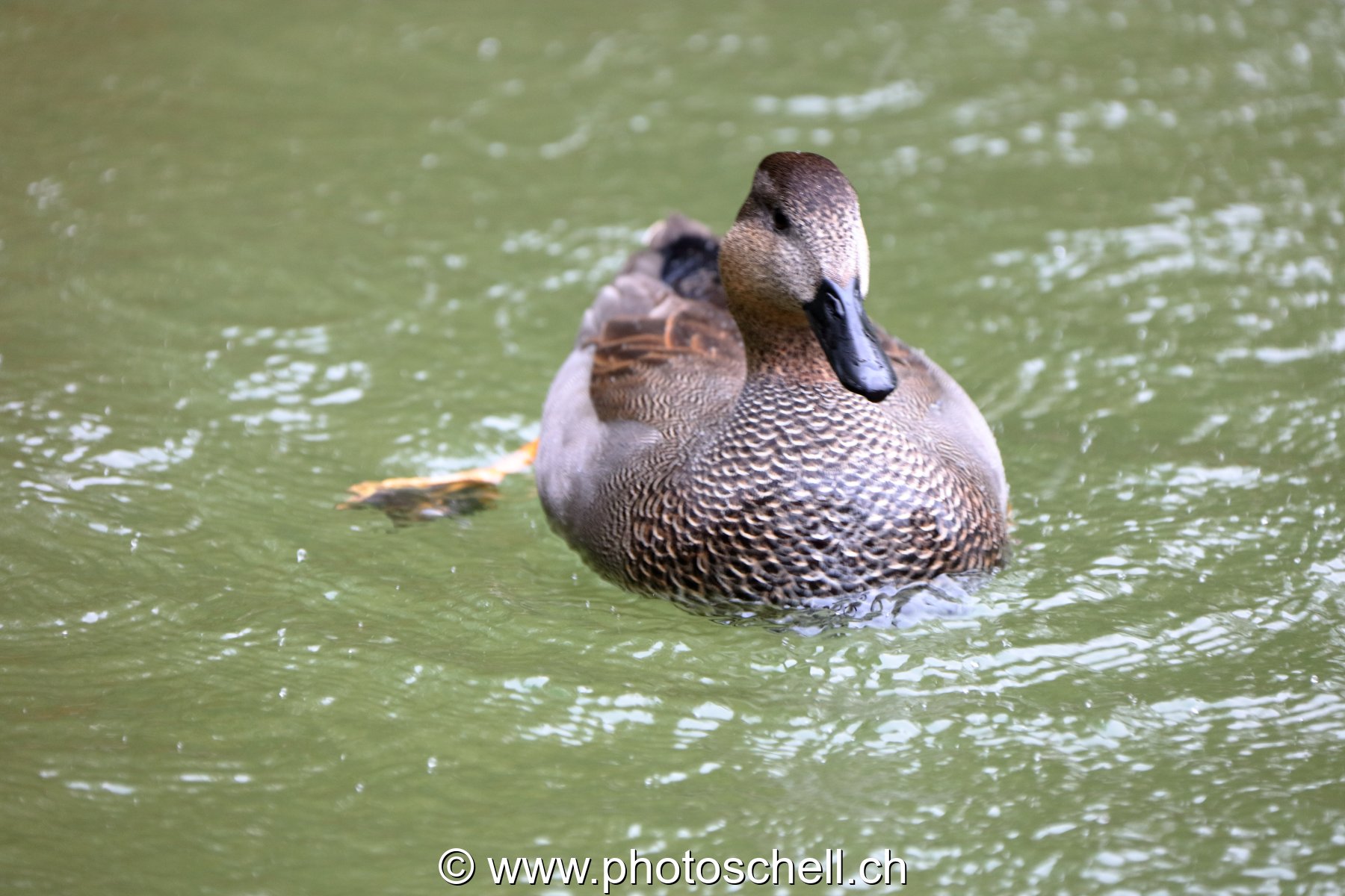 Canard