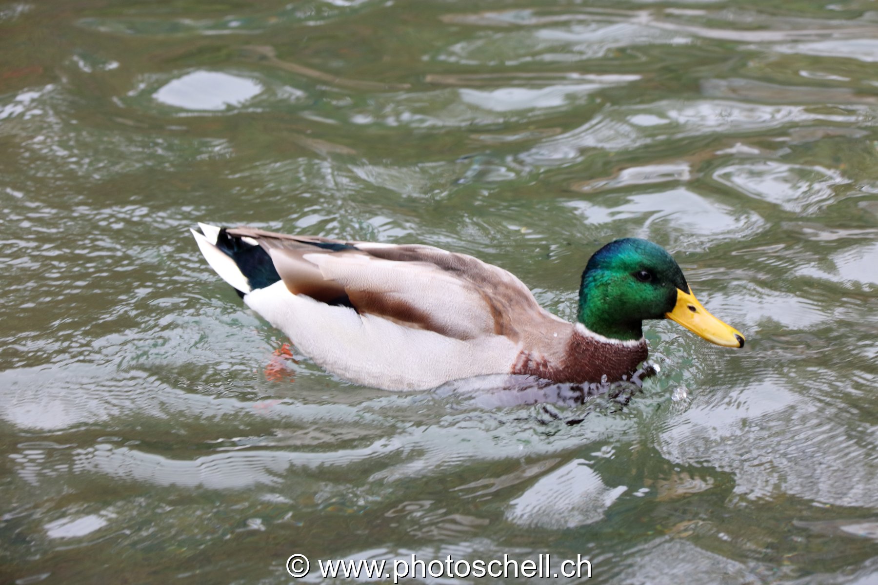 Canard col vert