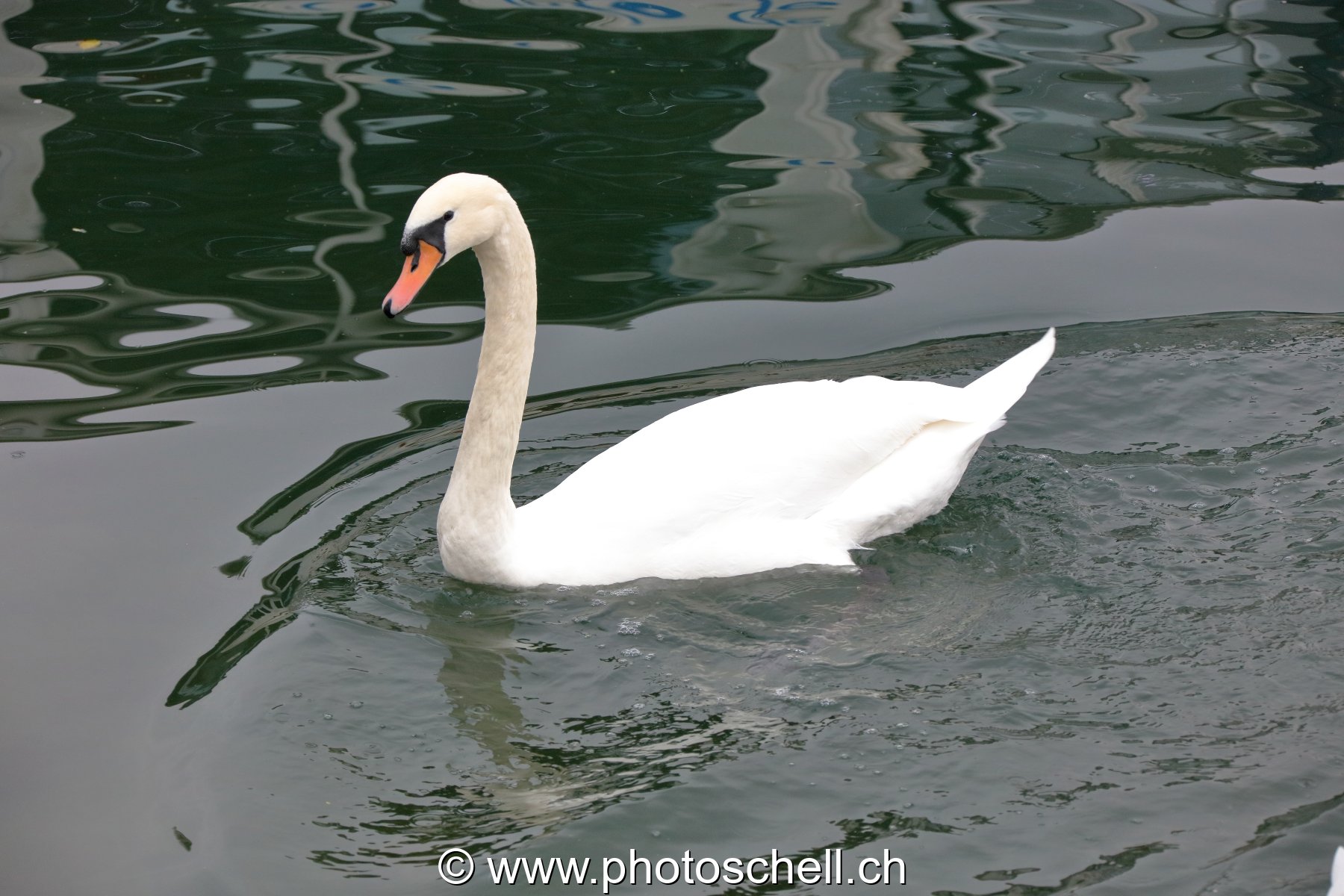 Cygne