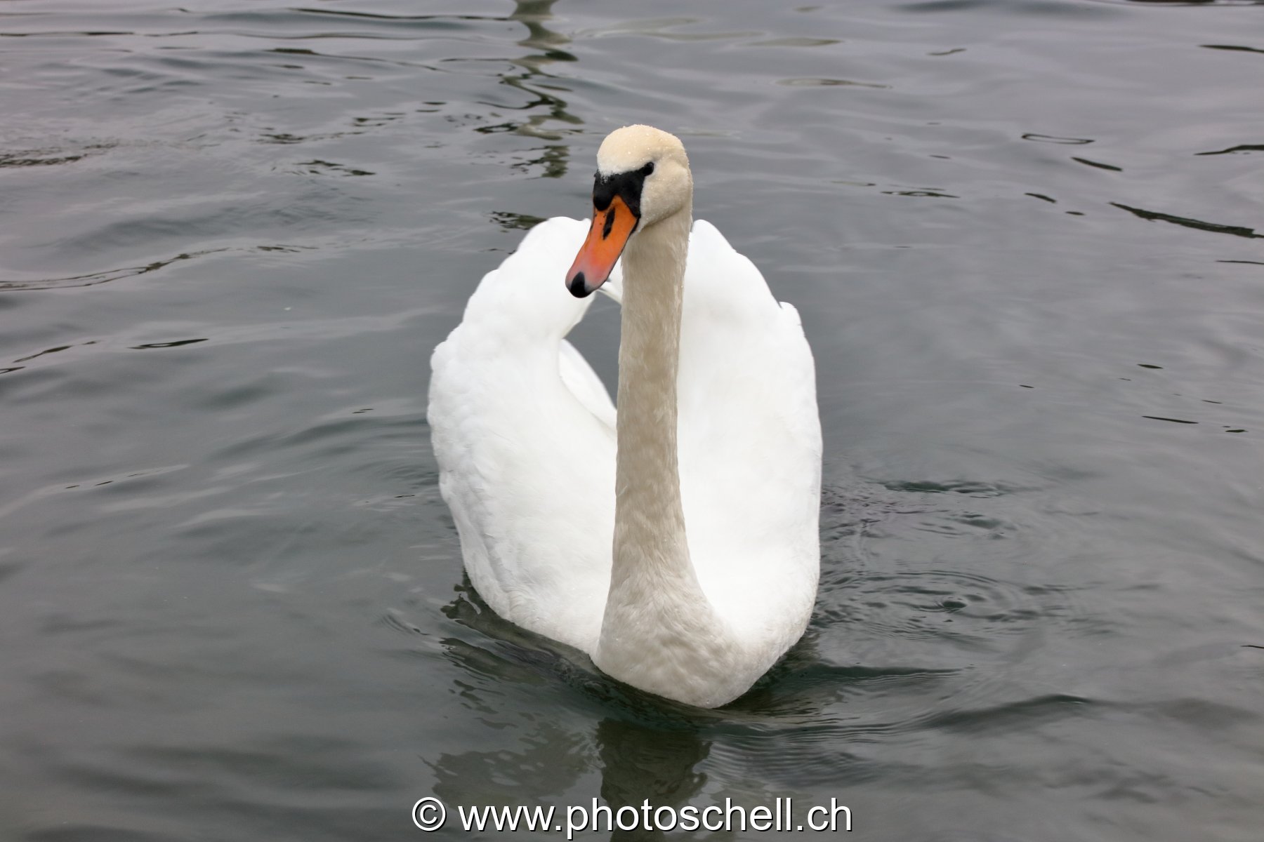 Cygne