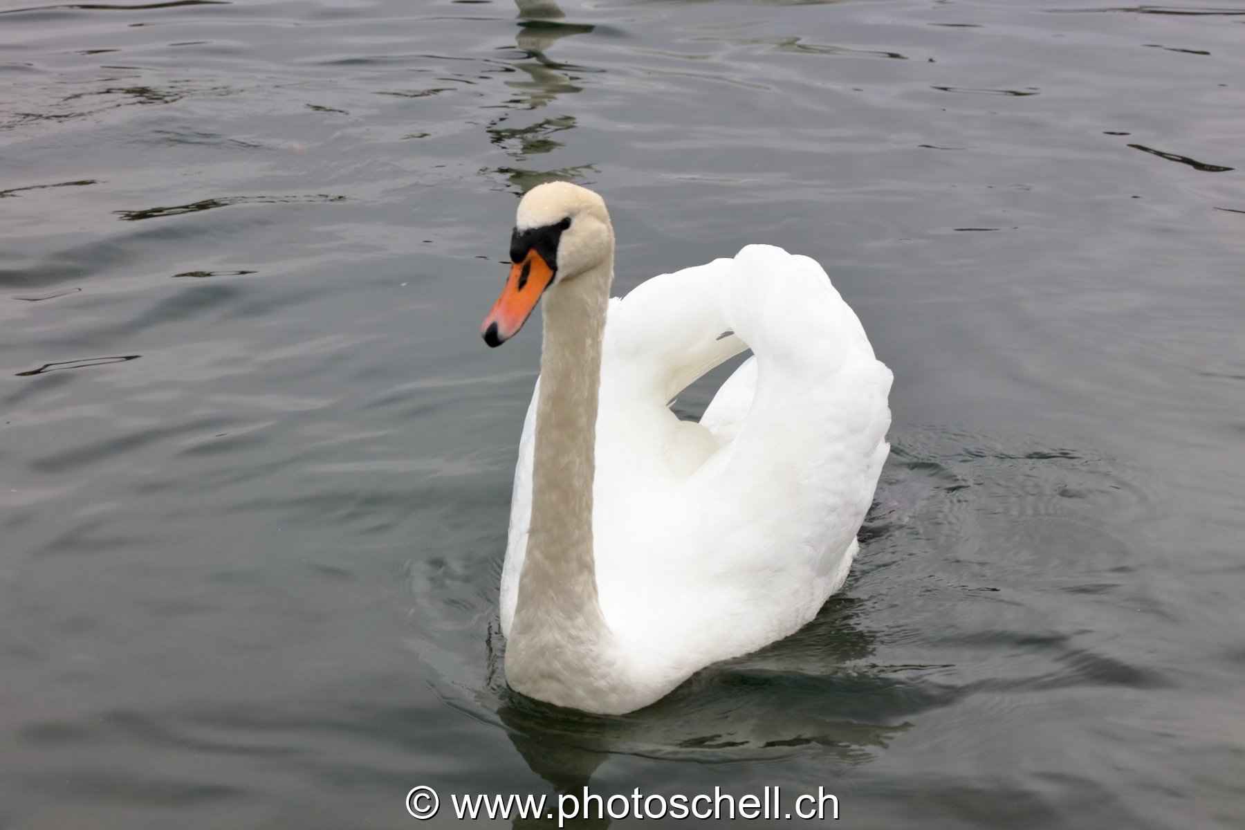 Cygne