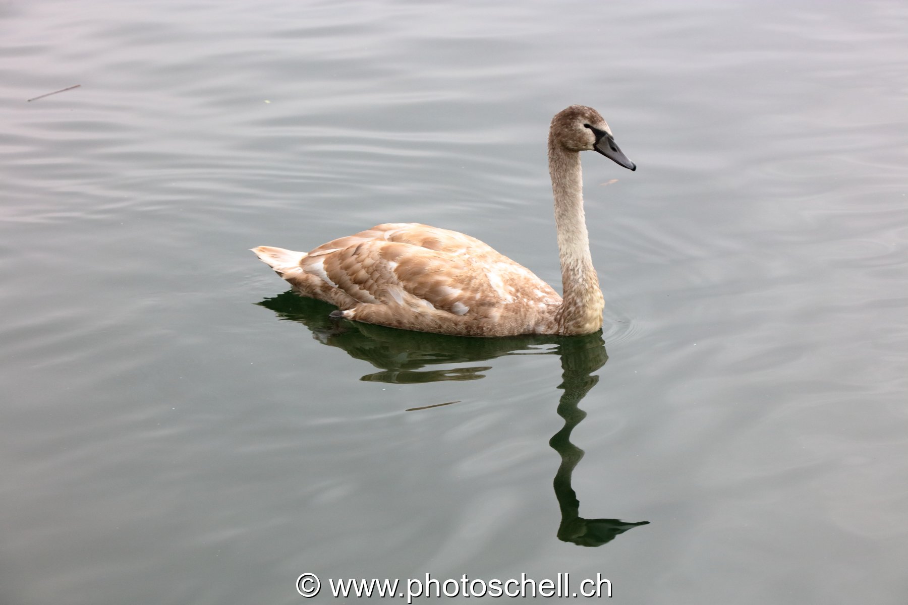 Cygne
