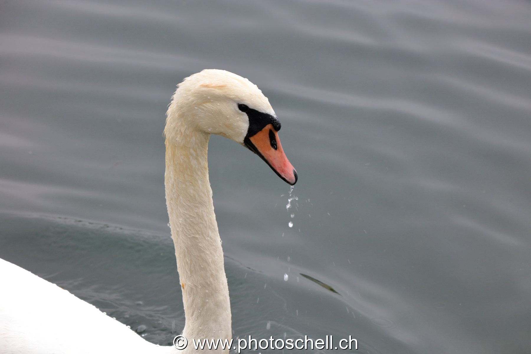 Cygne