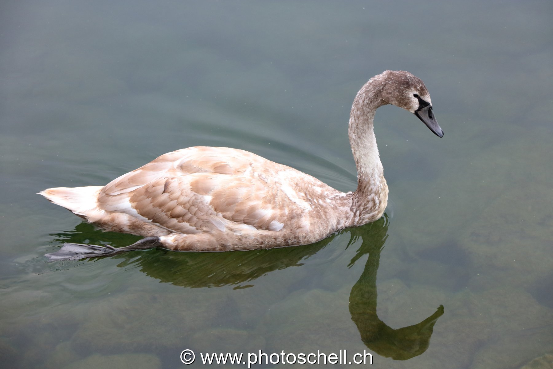 Cygne