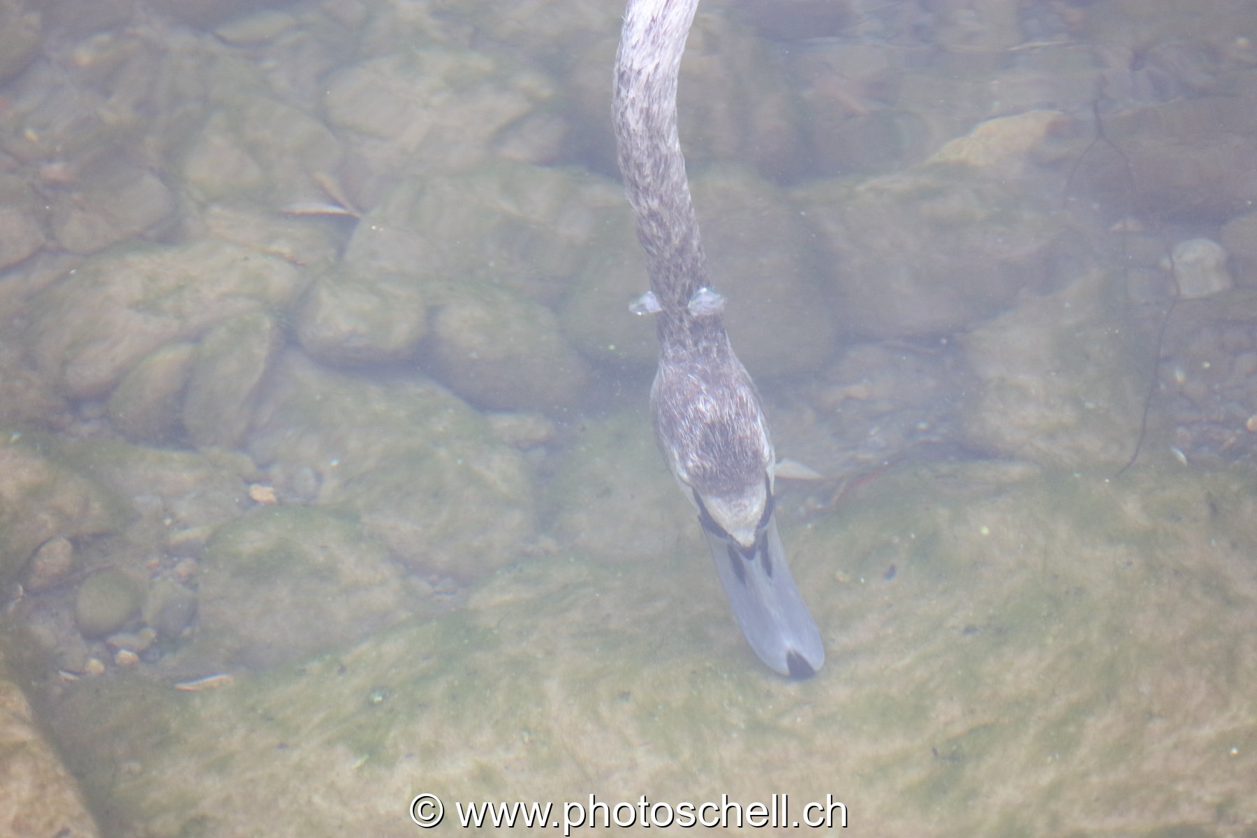 Bec de cygne sous l'eau