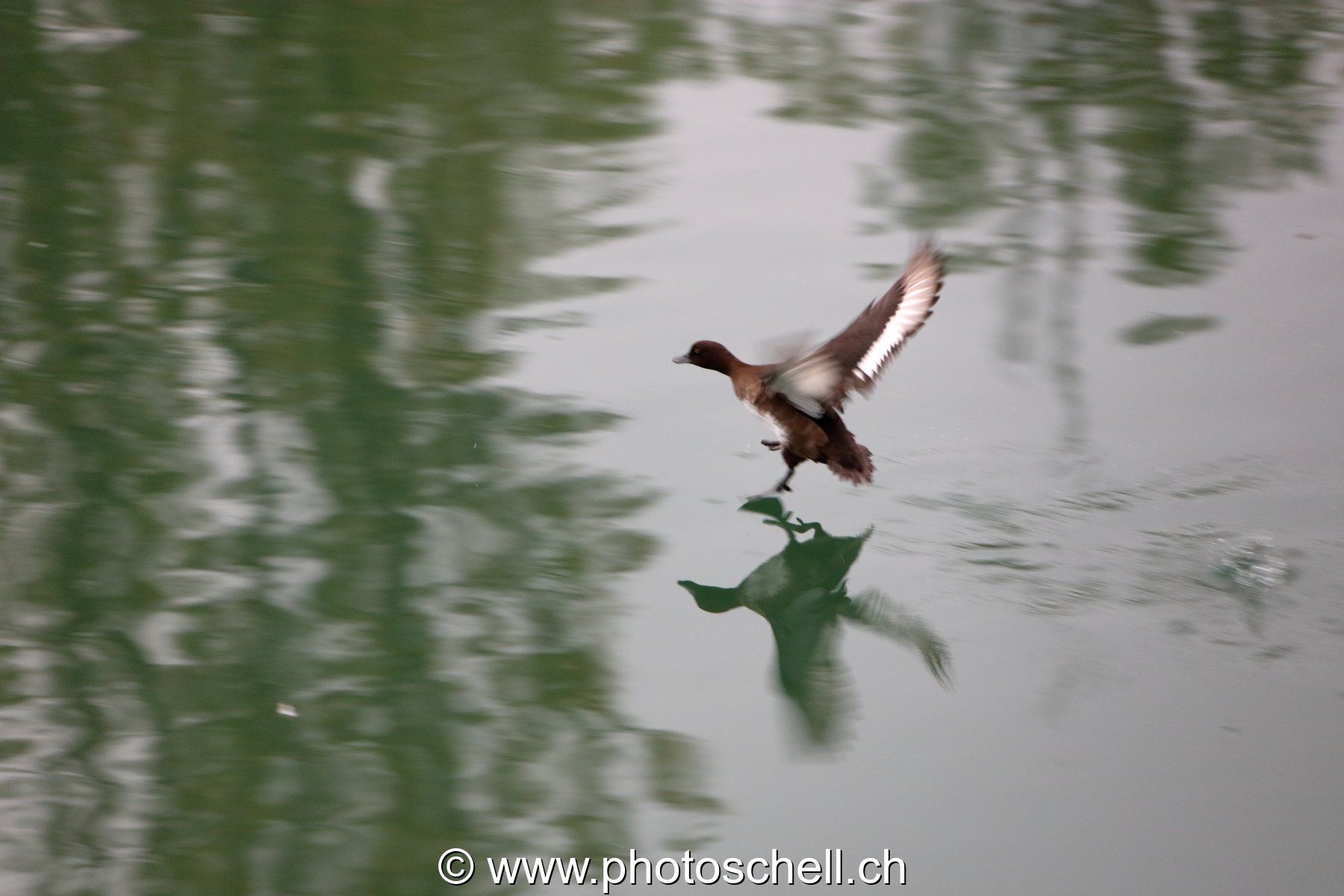 Marche sur l'eau