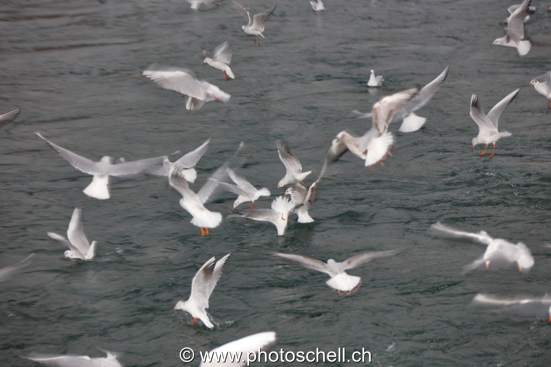 Mouettes