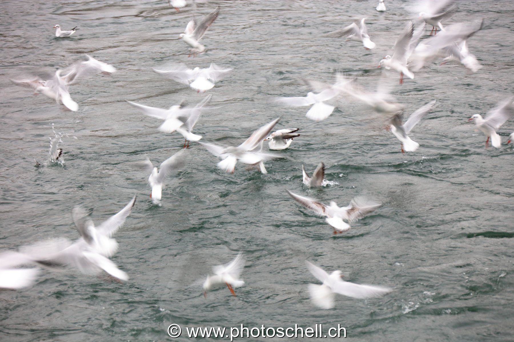 Mouettes