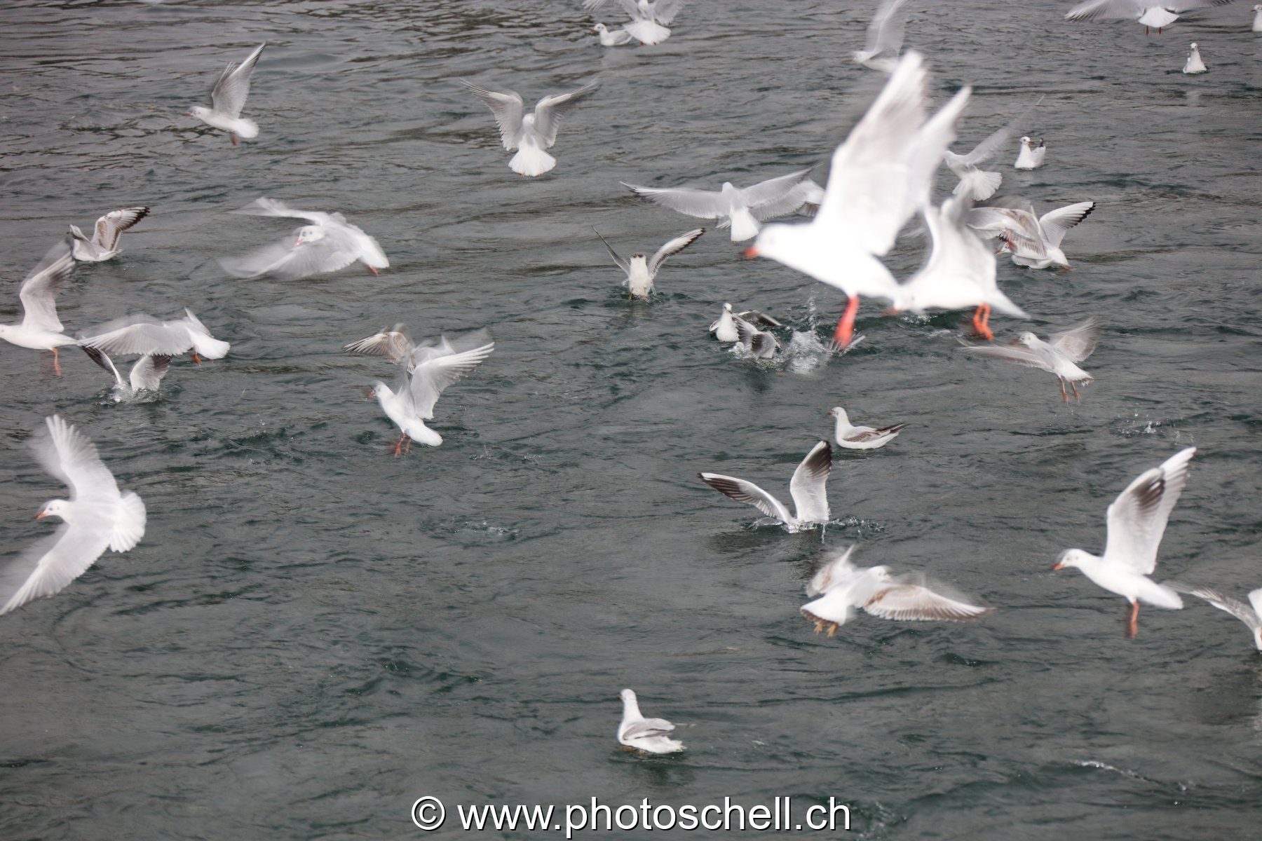 Mouettes