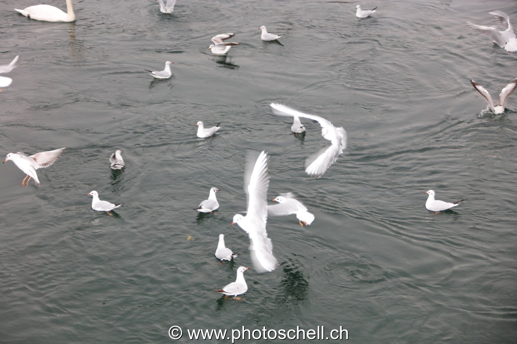 Mouettes
