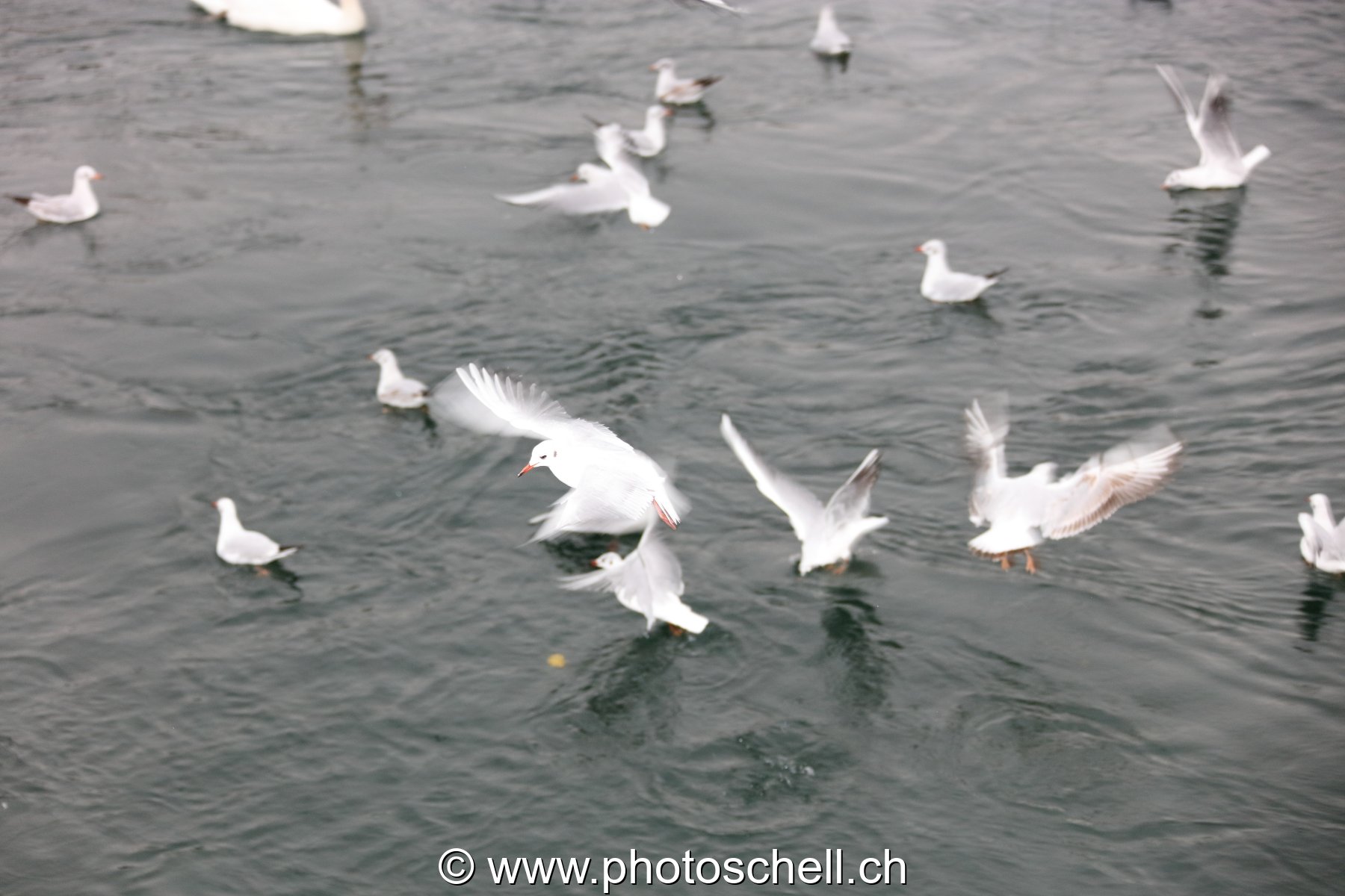 Mouettes