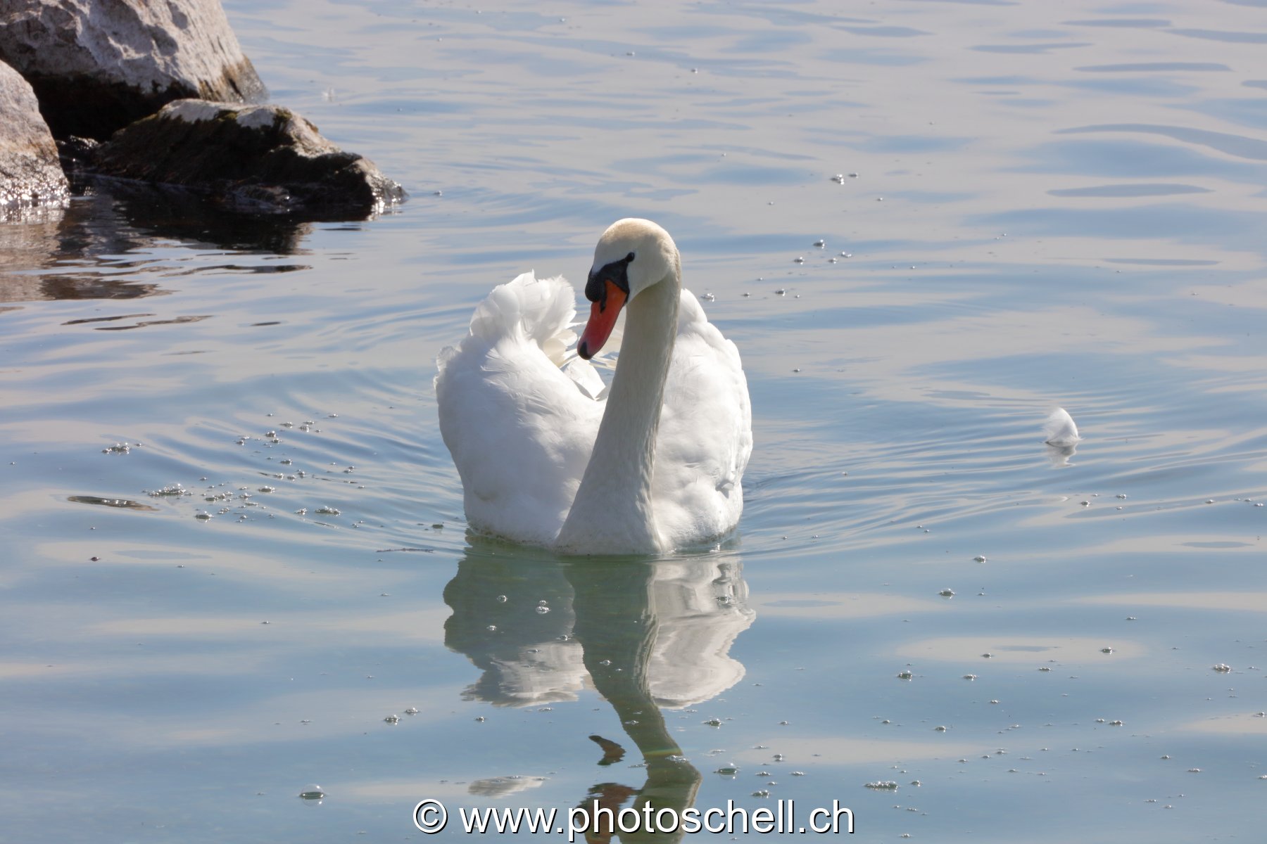 Cygne