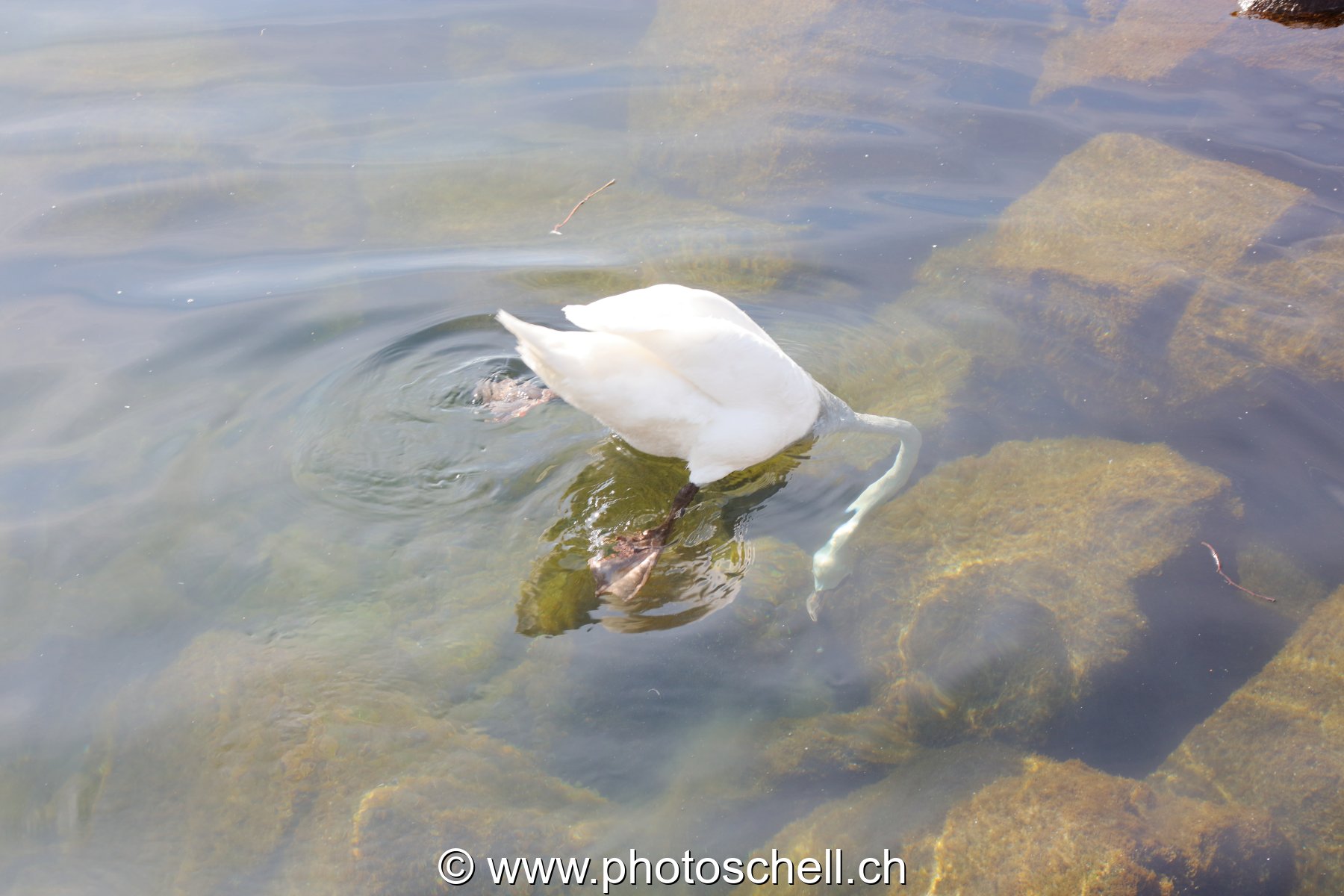 Cygne à la recherche de nourriture
