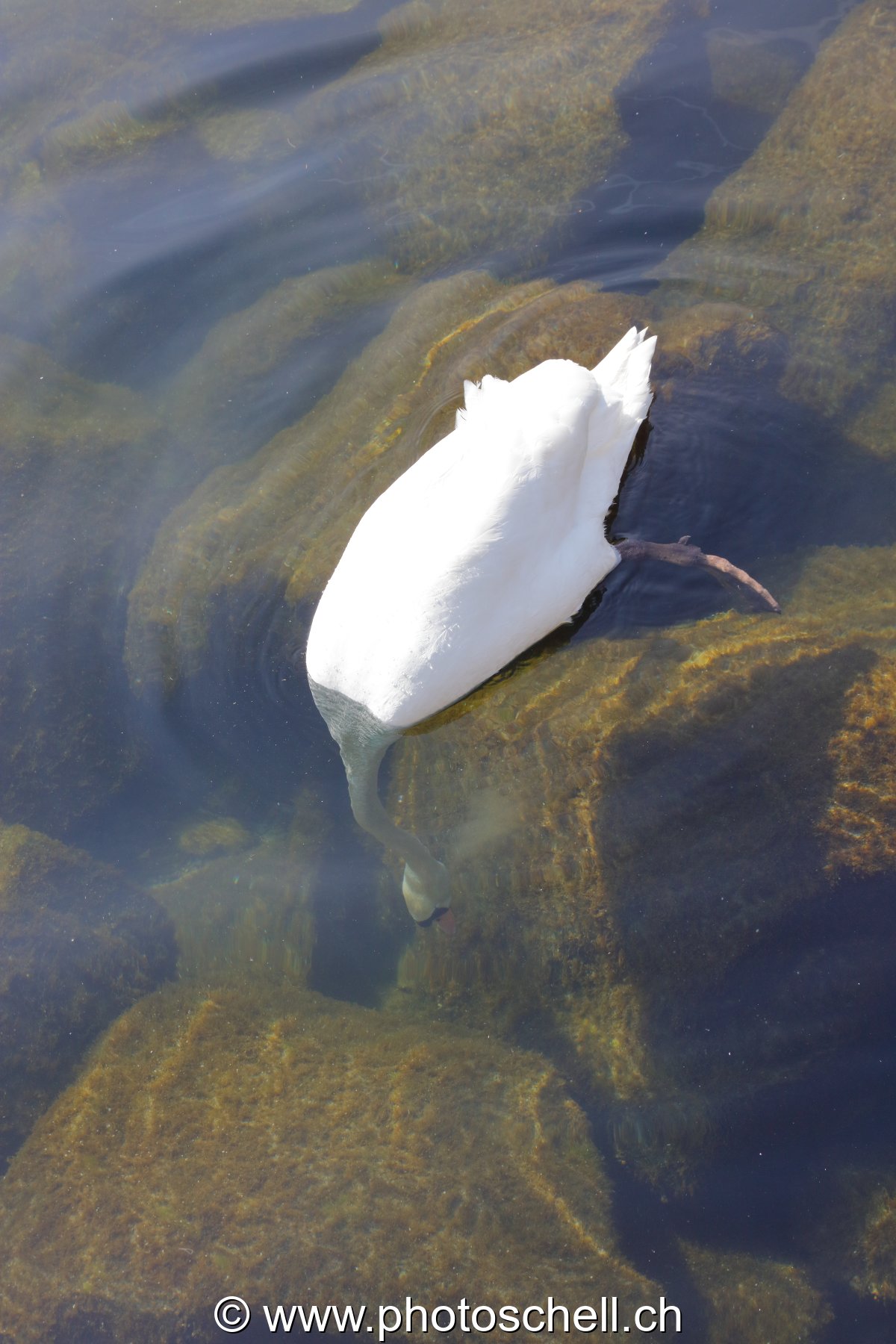 Cygne à la recherche de nourriture