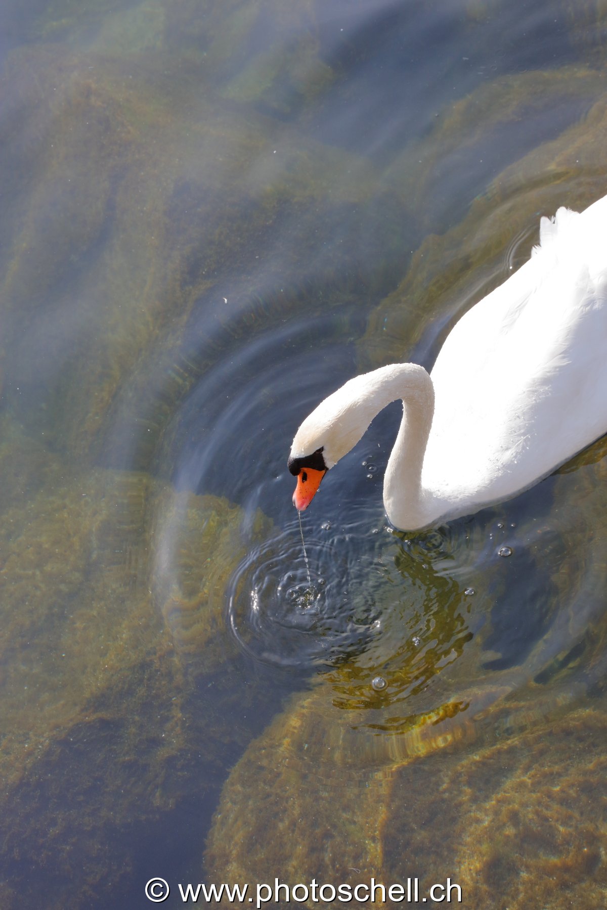 Cygne
