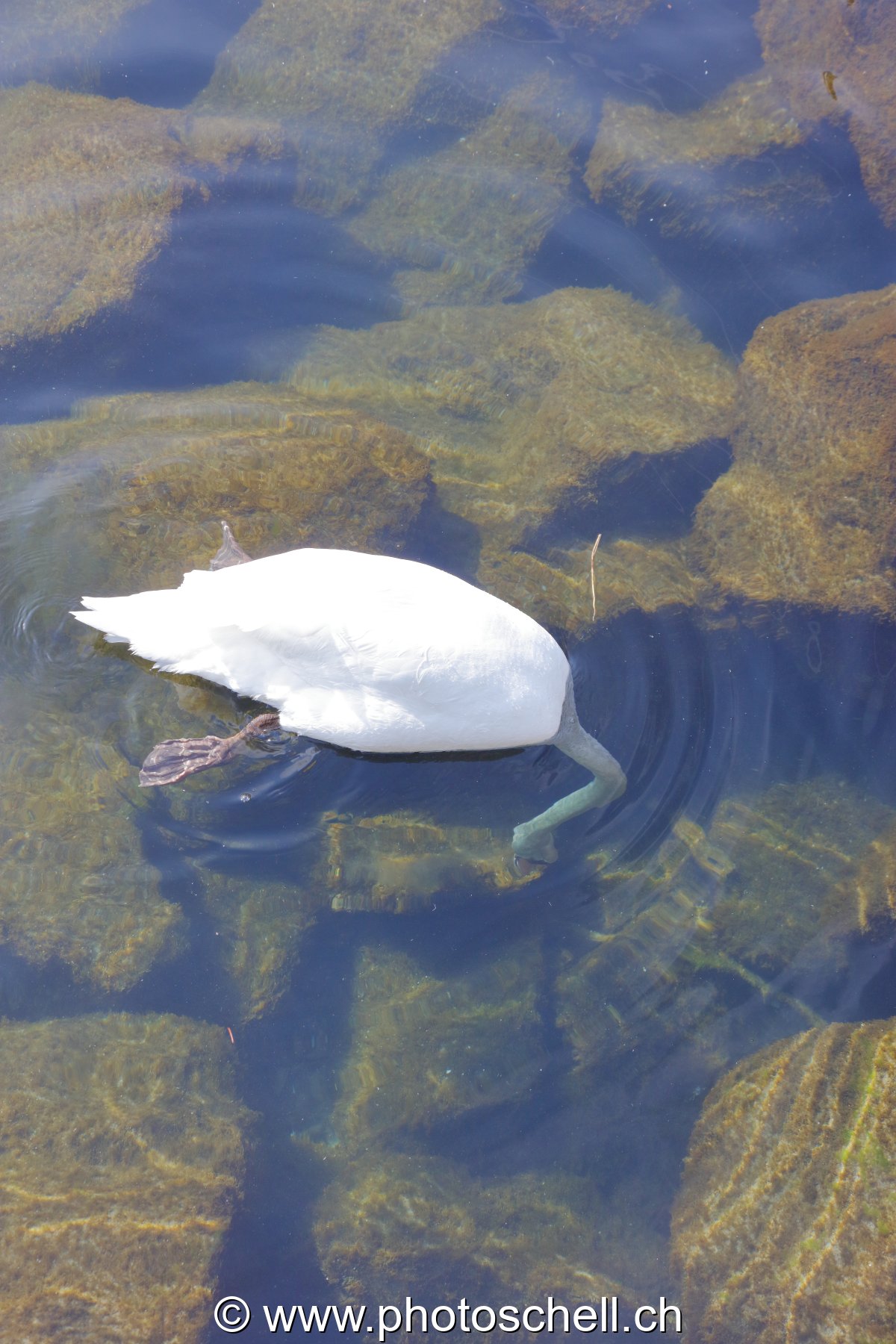Cygne à la recherche de nourriture