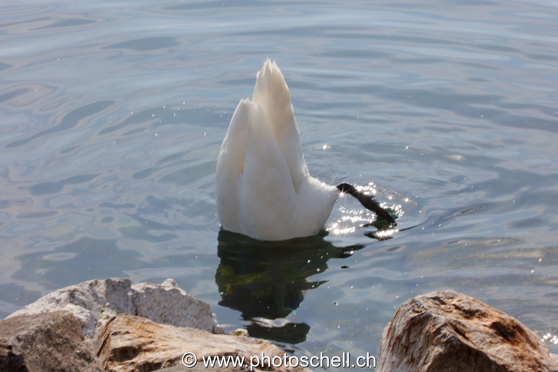 Cygne à la recherche de nourriture