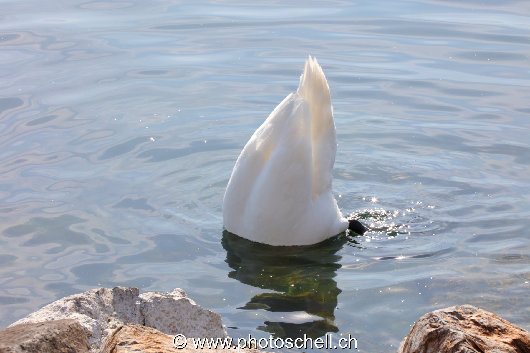 Cygne n'ayant plus que son postérieur hors de l'eau