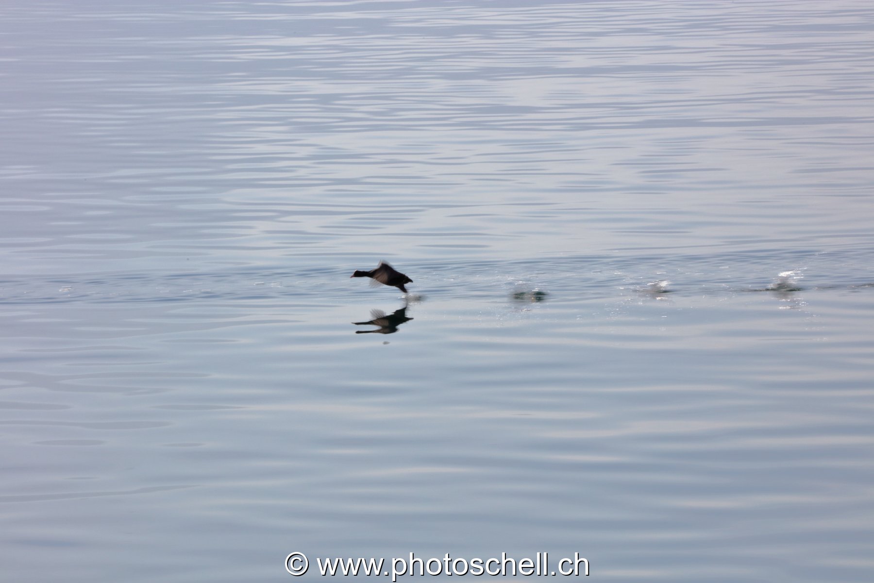Marche sur l'eau