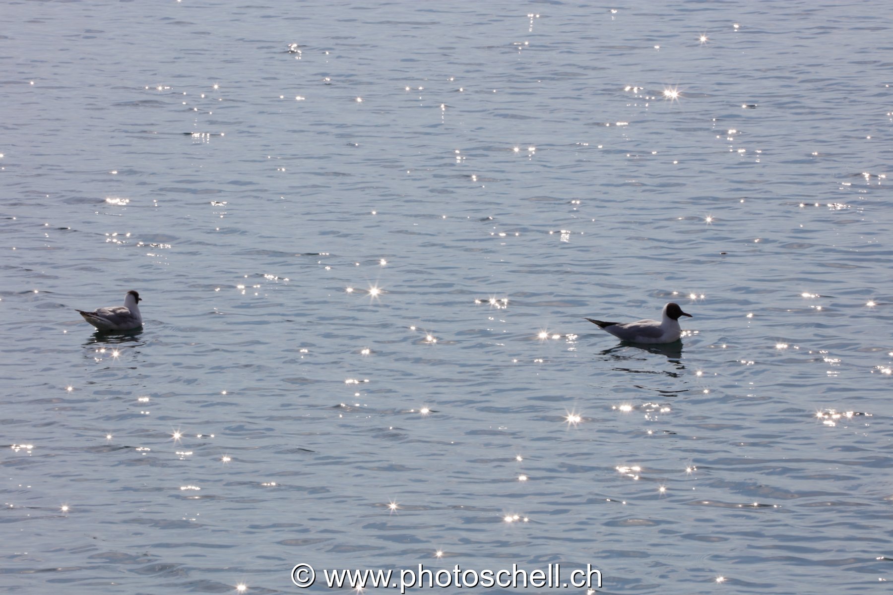 Oiseaux d'eau et reflets du soleil