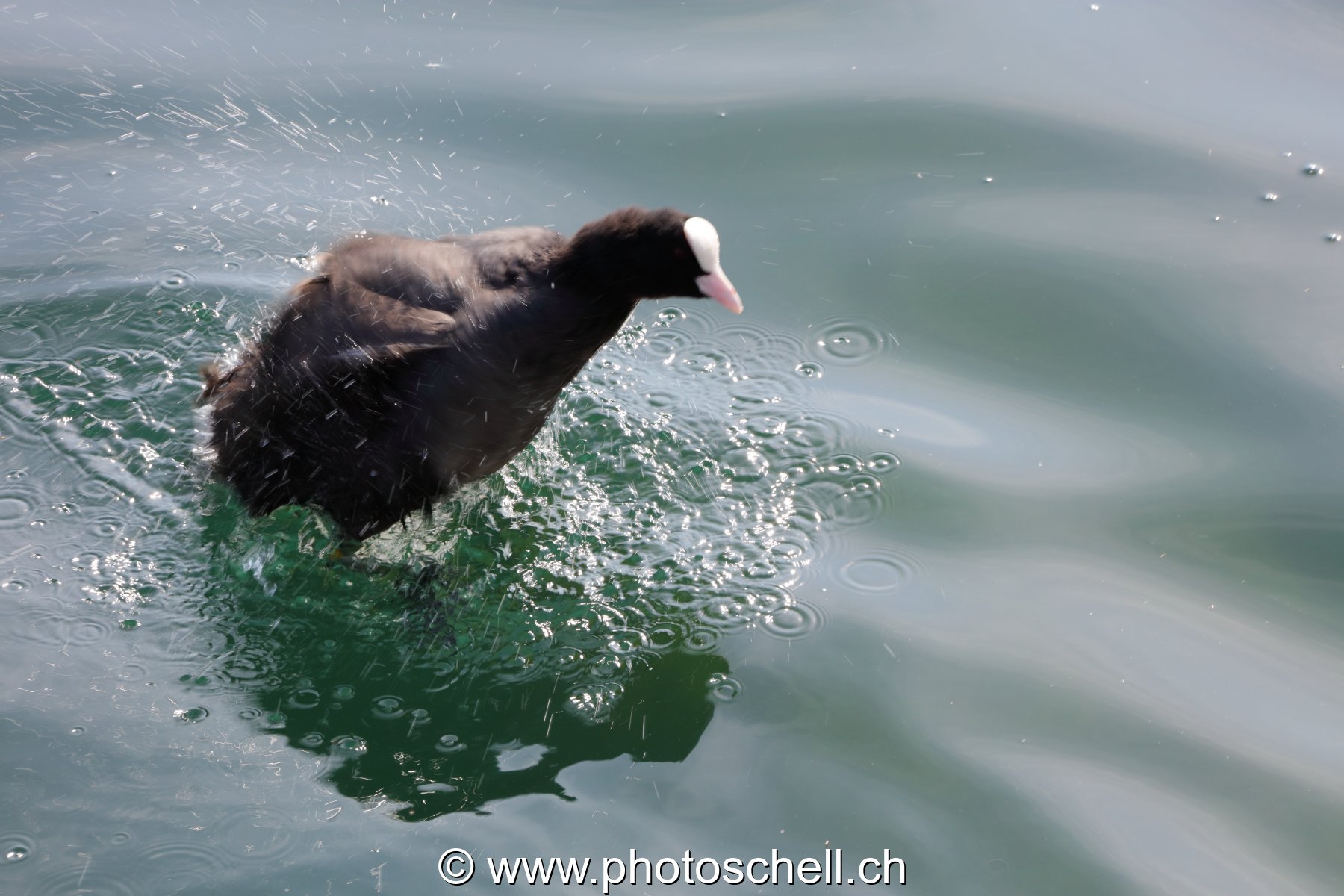Poule d'eau en train de s'ébrouer