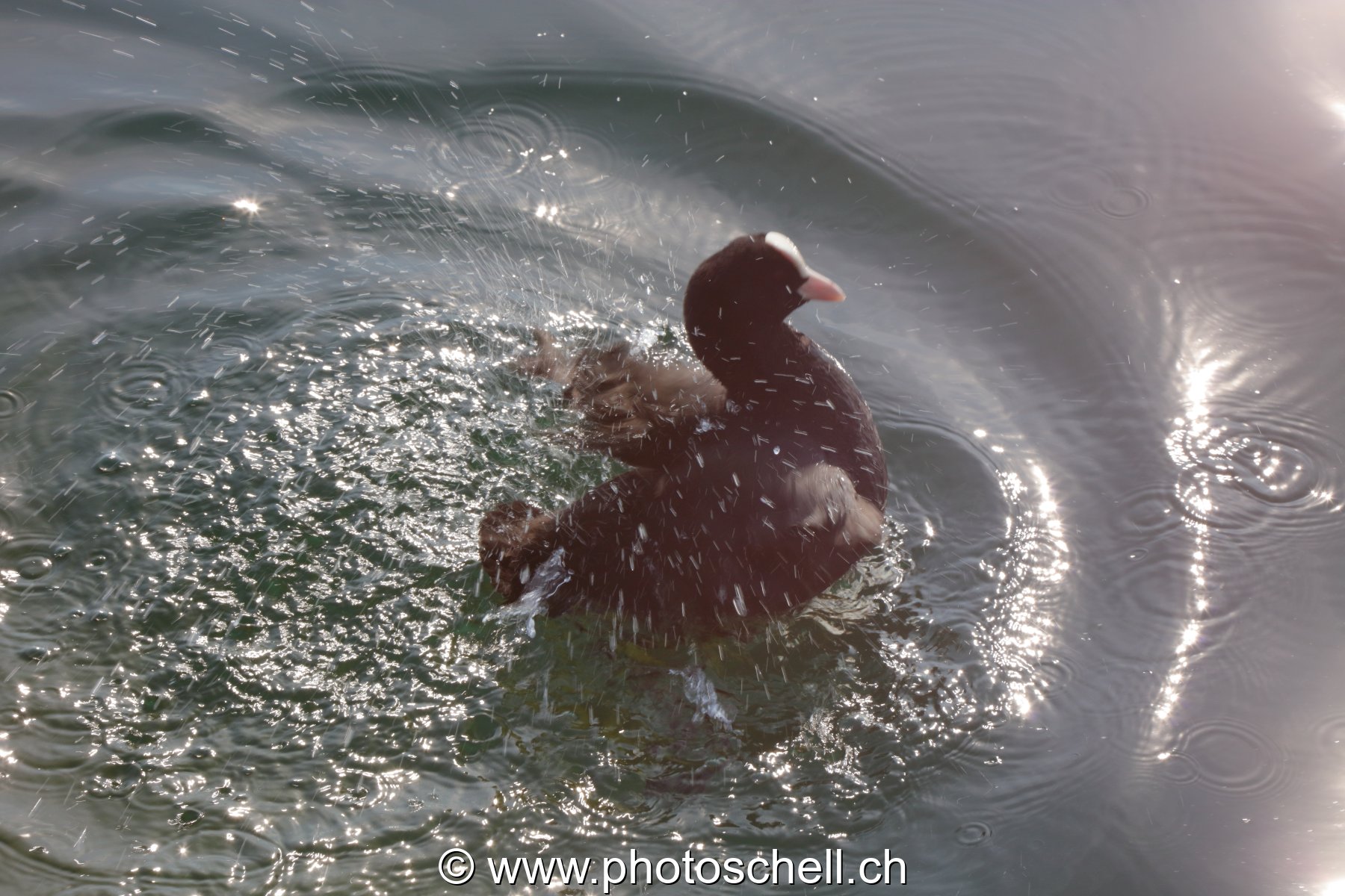 Poule d'eau en train de s'ébrouer