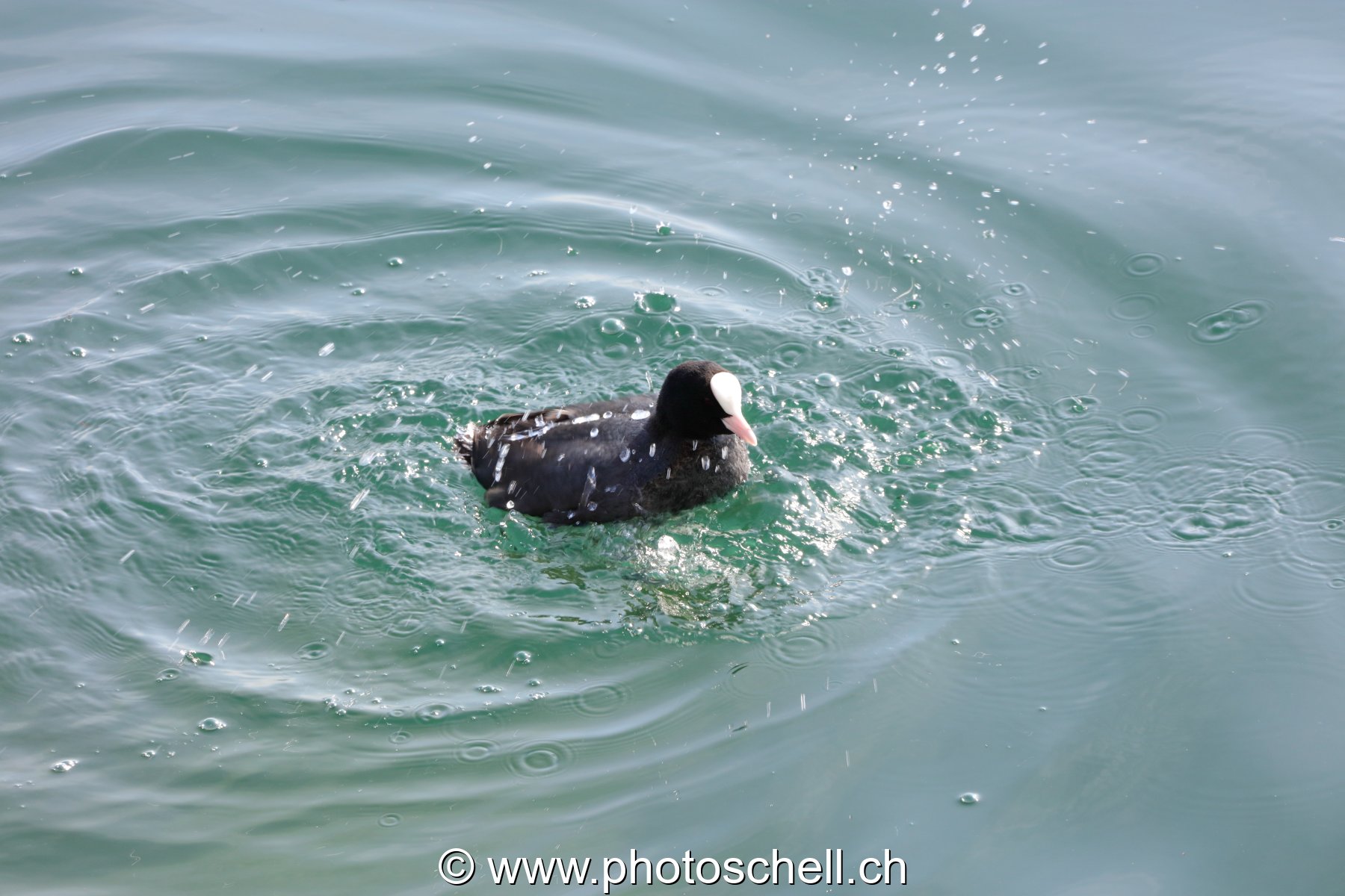 Poule d'eau en train de s'ébrouer