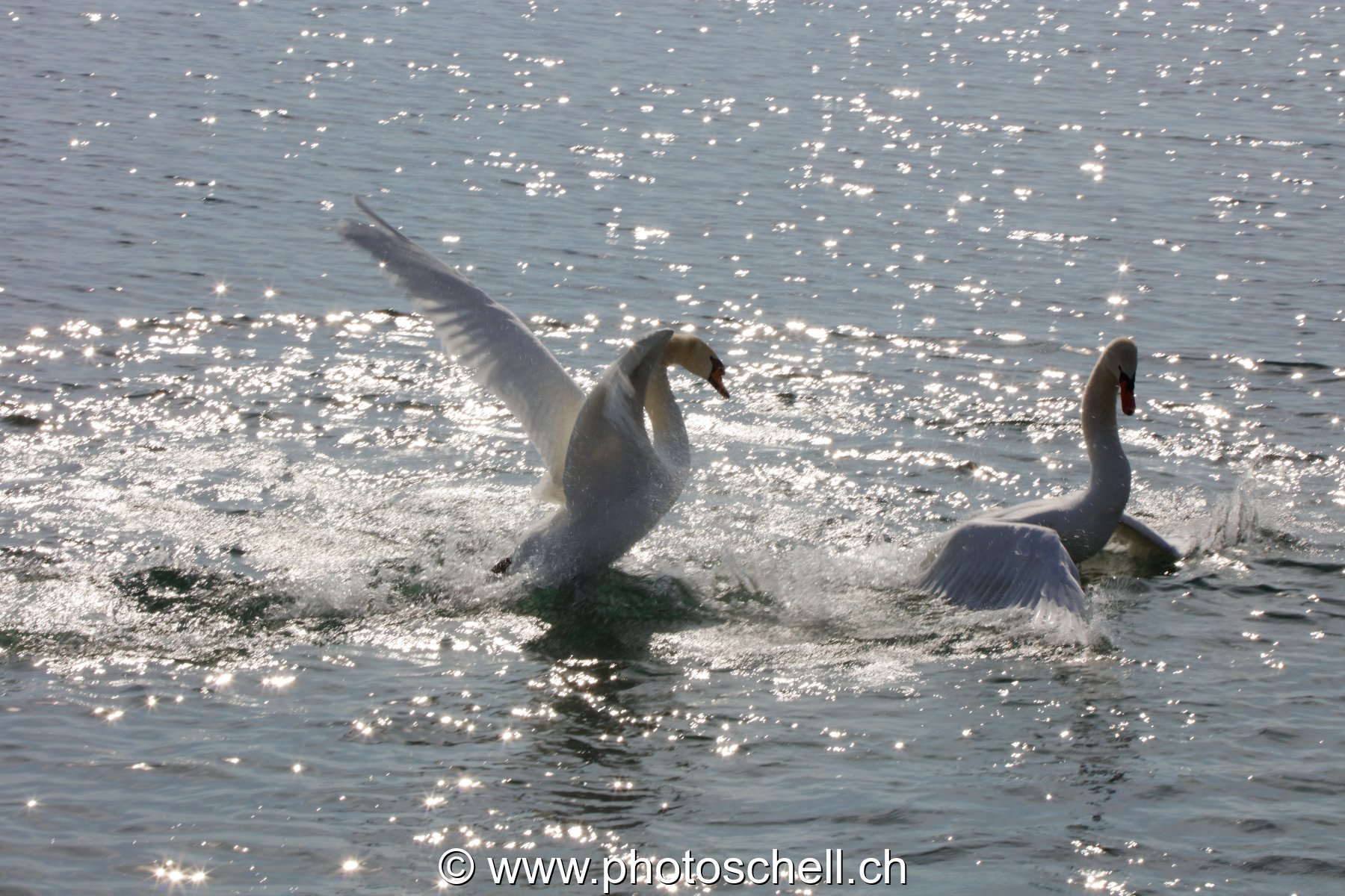 Duel de cygnes