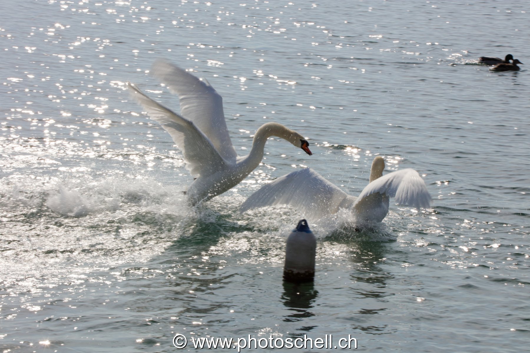 Duel de cygnes