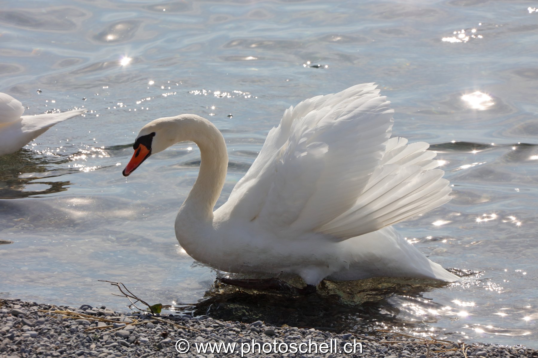 Cygne