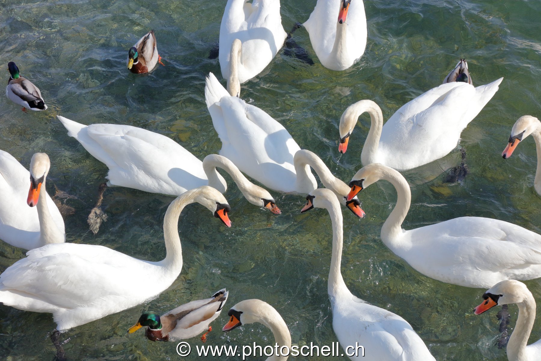 Attroupement de cygnes pour du pain