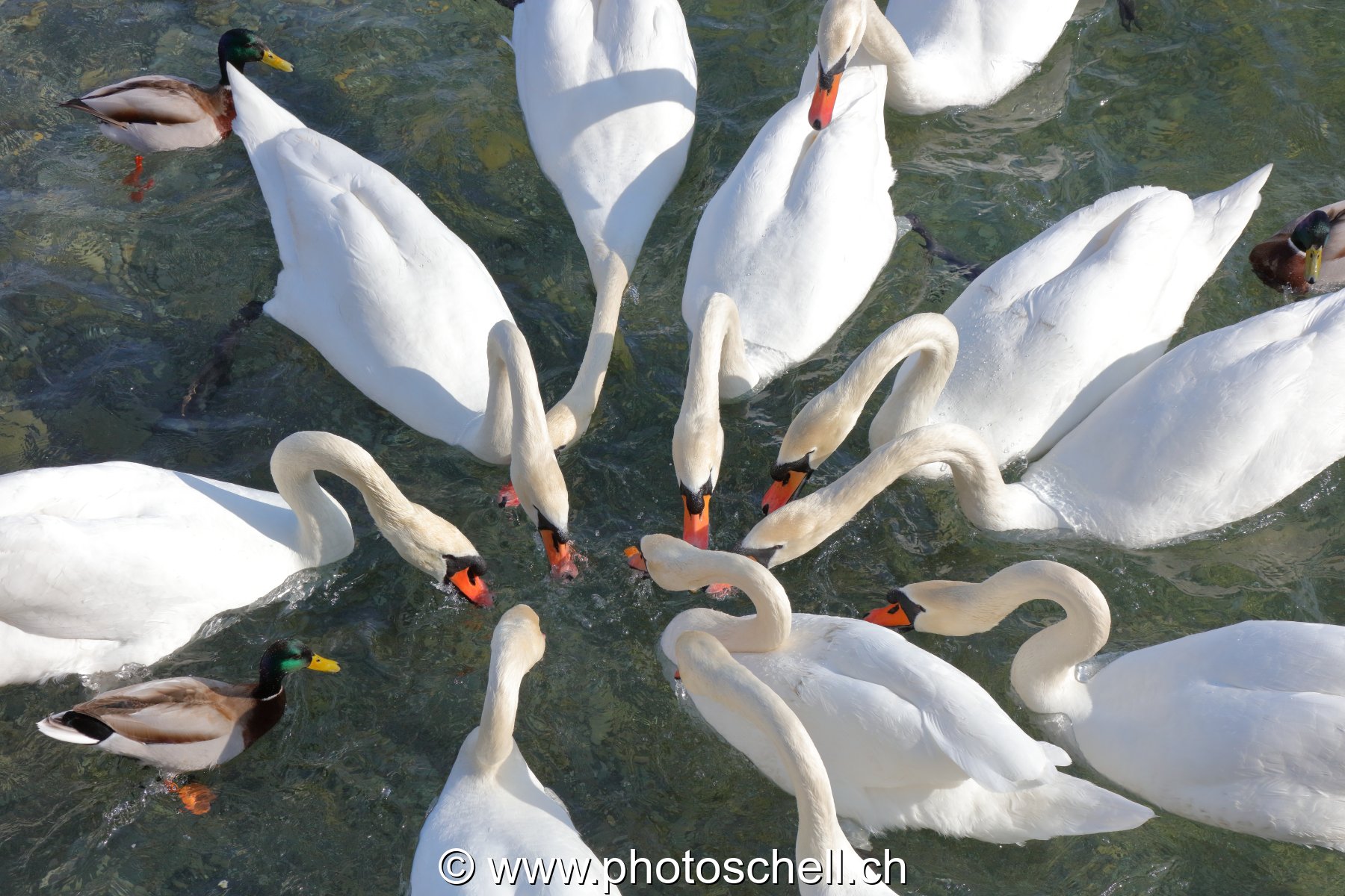 Attroupement de cygnes pour du pain