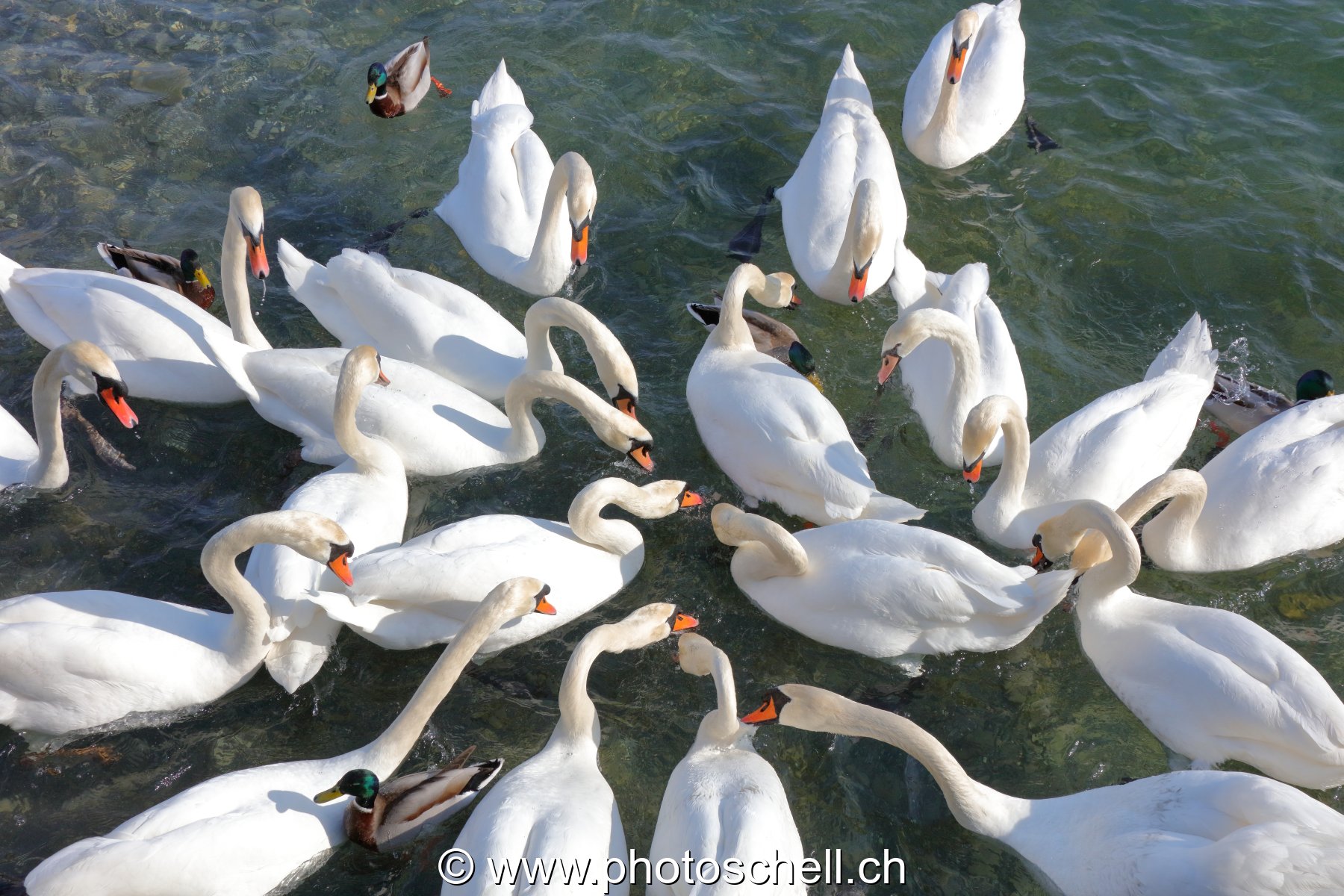 Attroupement de cygnes pour du pain