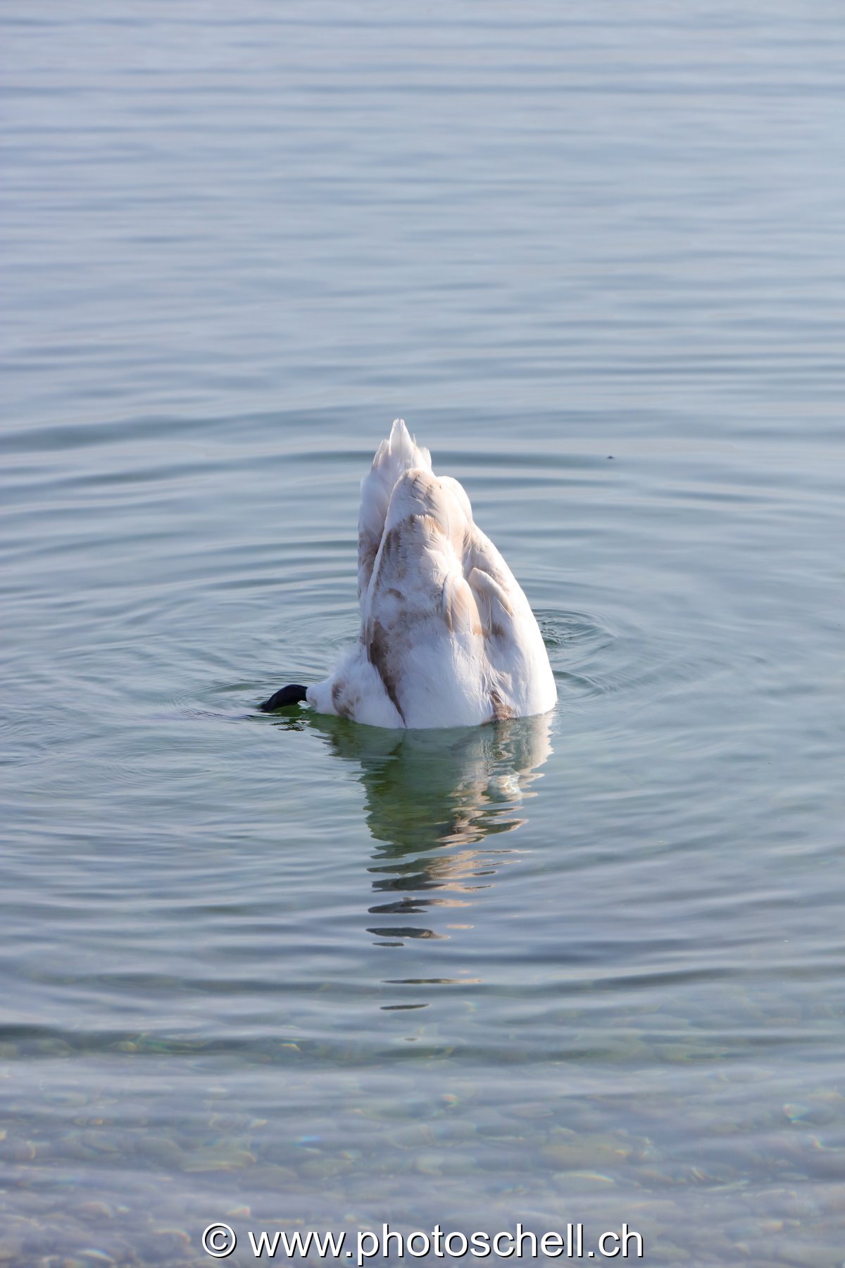 Cygne vertical