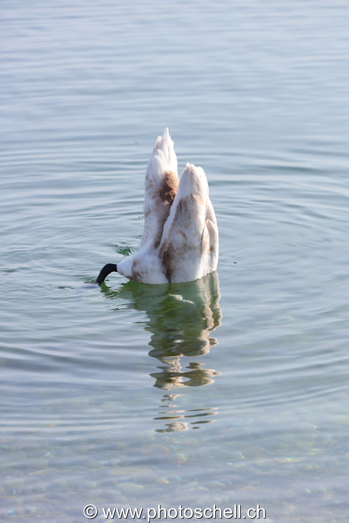 Cygne vertical