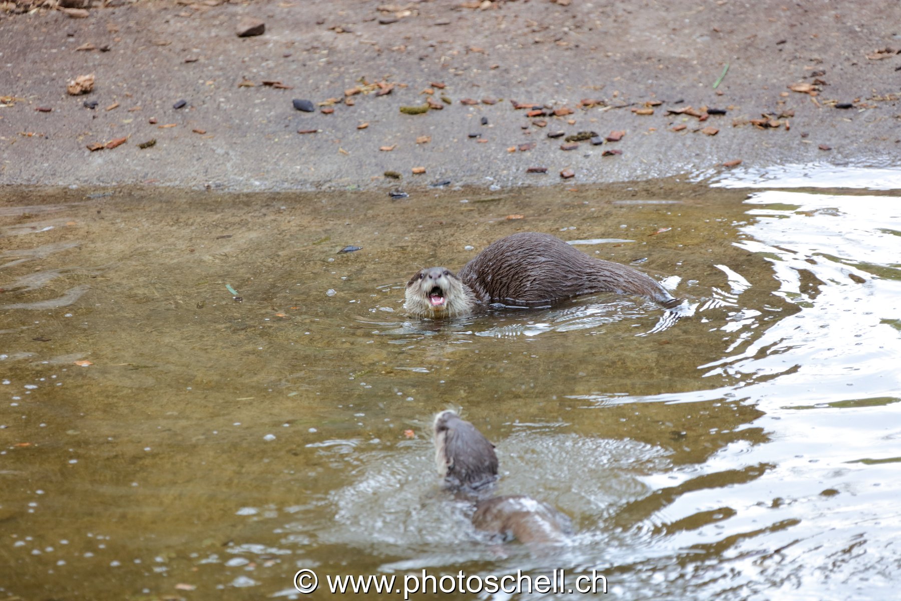 Loutre