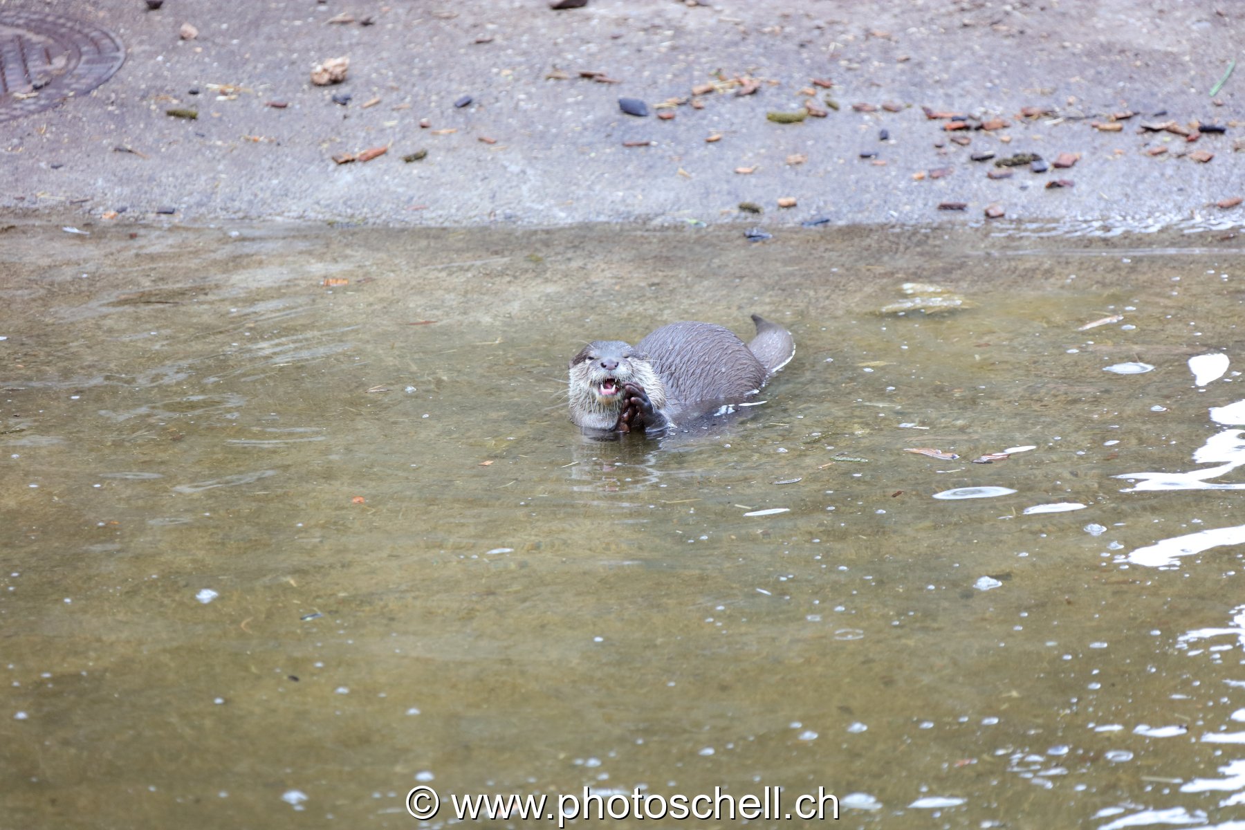 Loutre